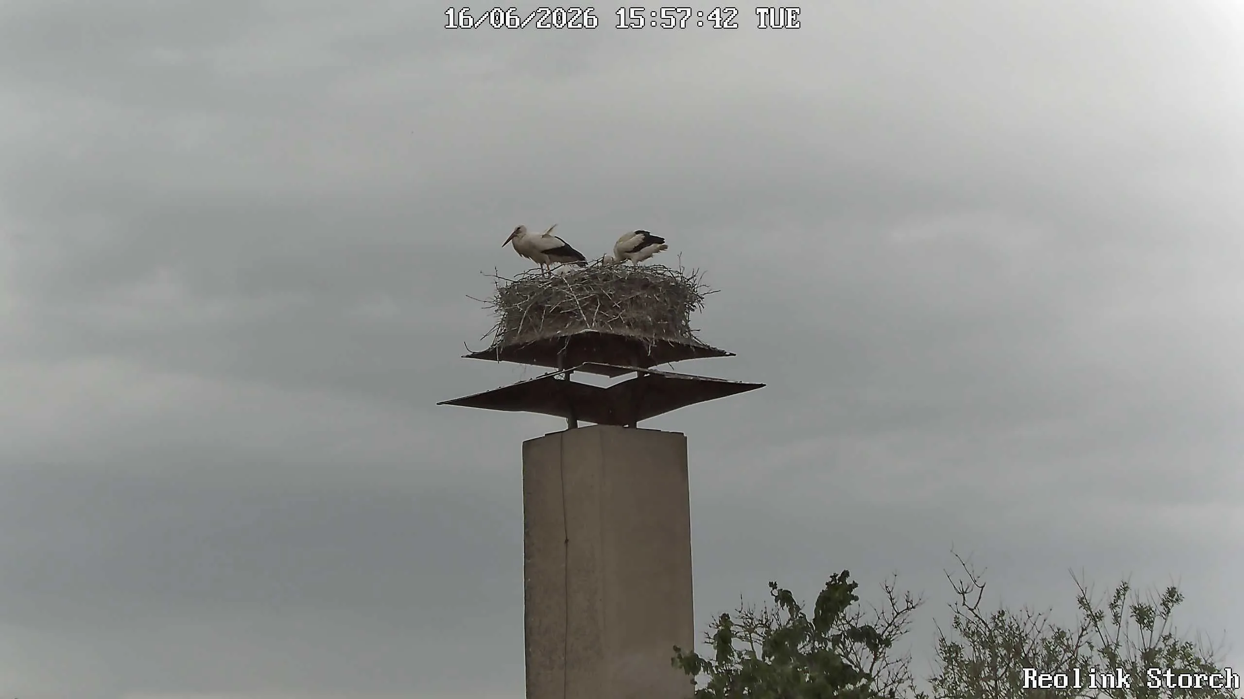 Storchencam Bild