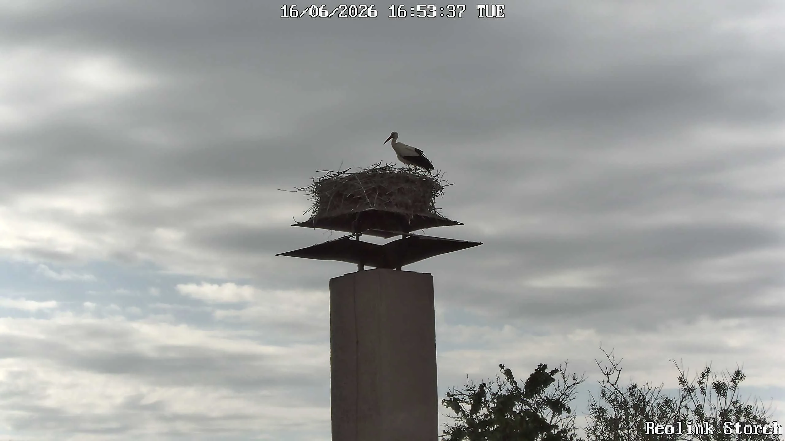 Storchencam Bild