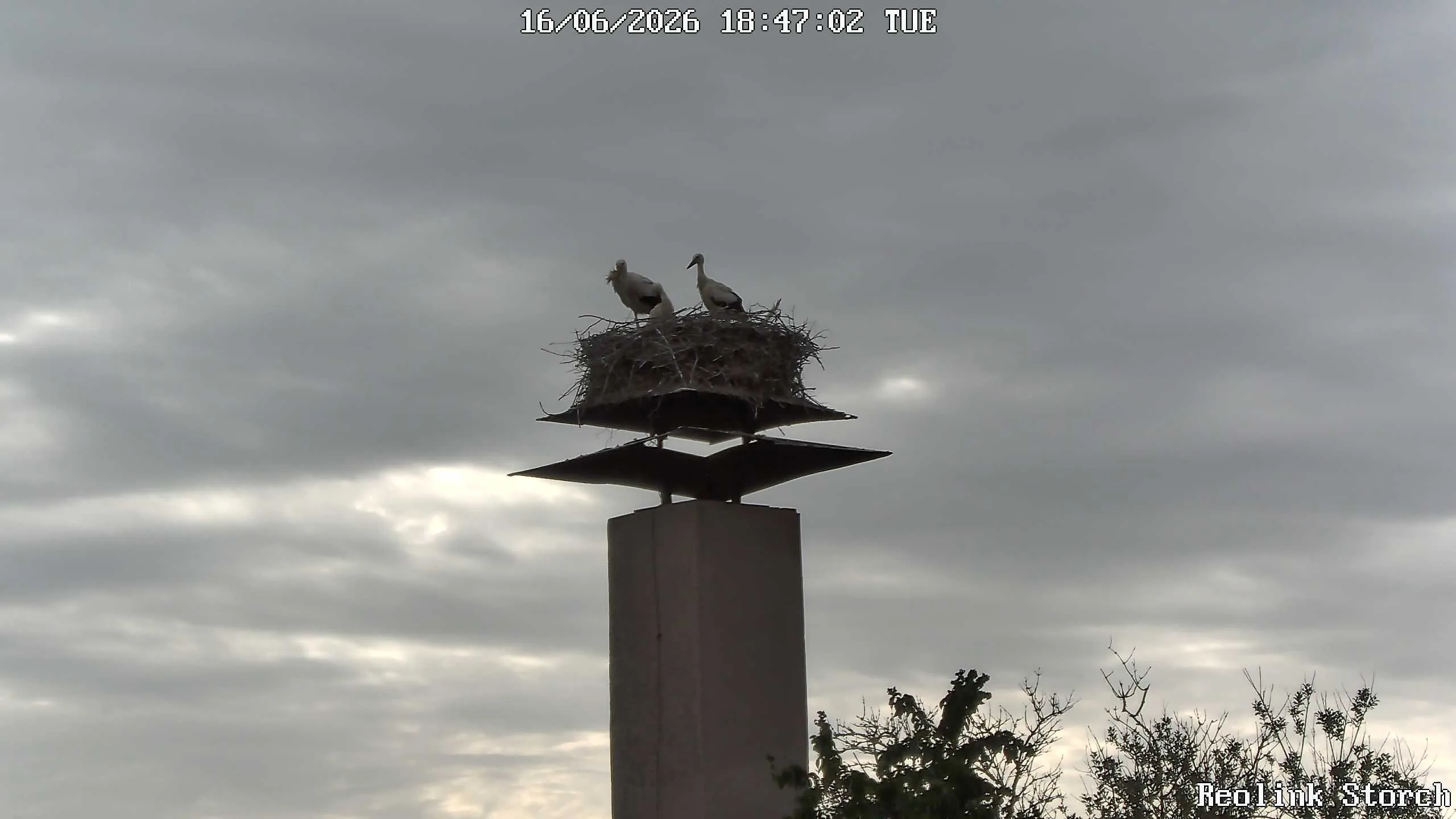Storchencam Bild
