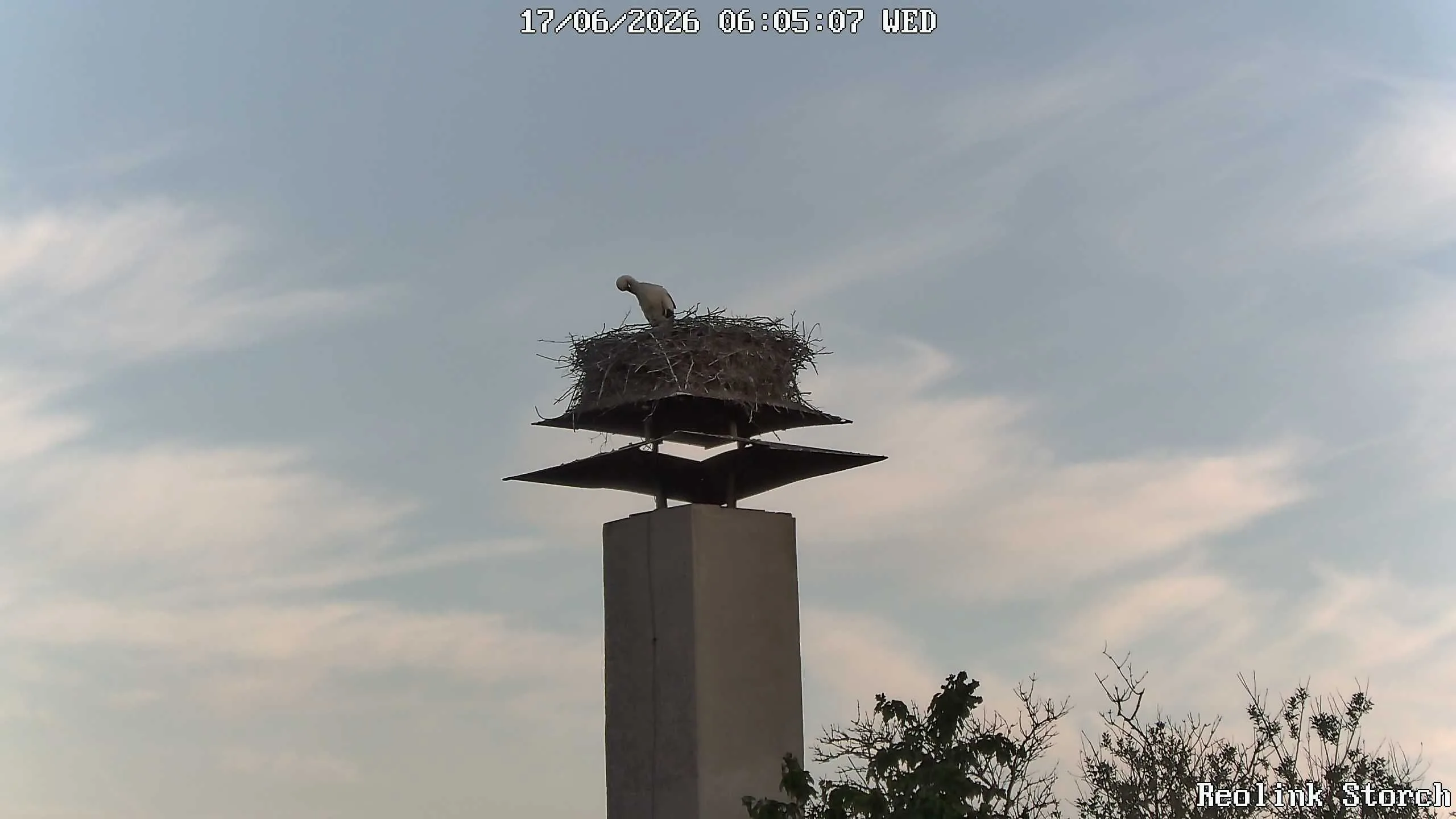 Storchencam Bild