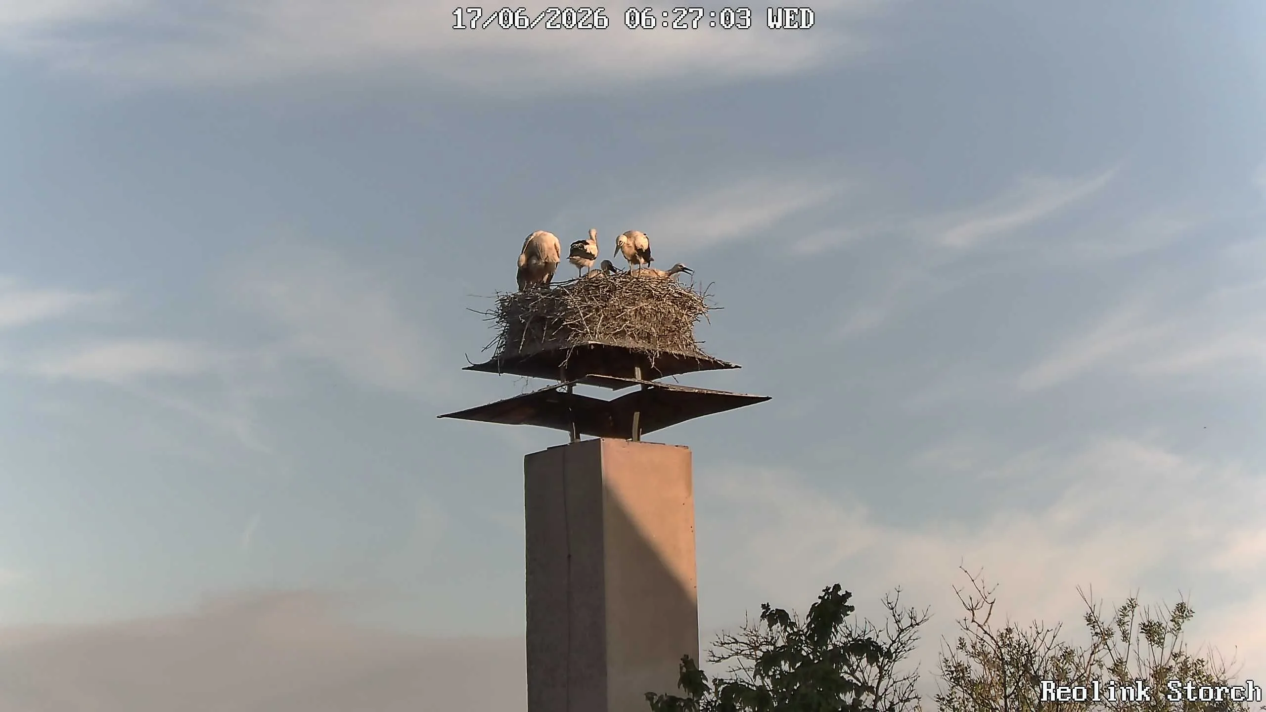 Storchencam Bild
