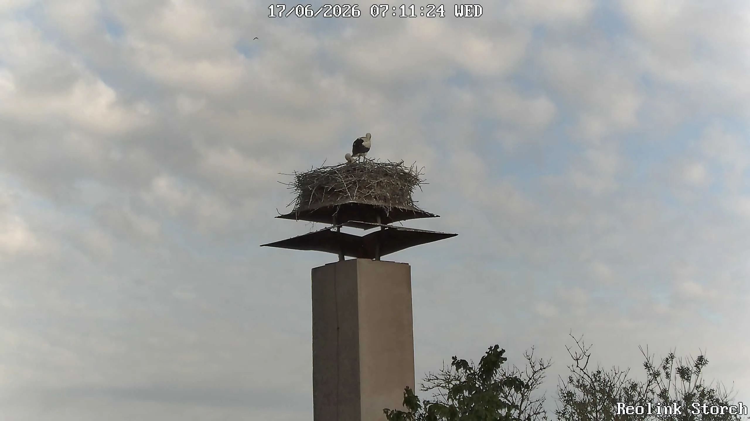 Storchencam Bild