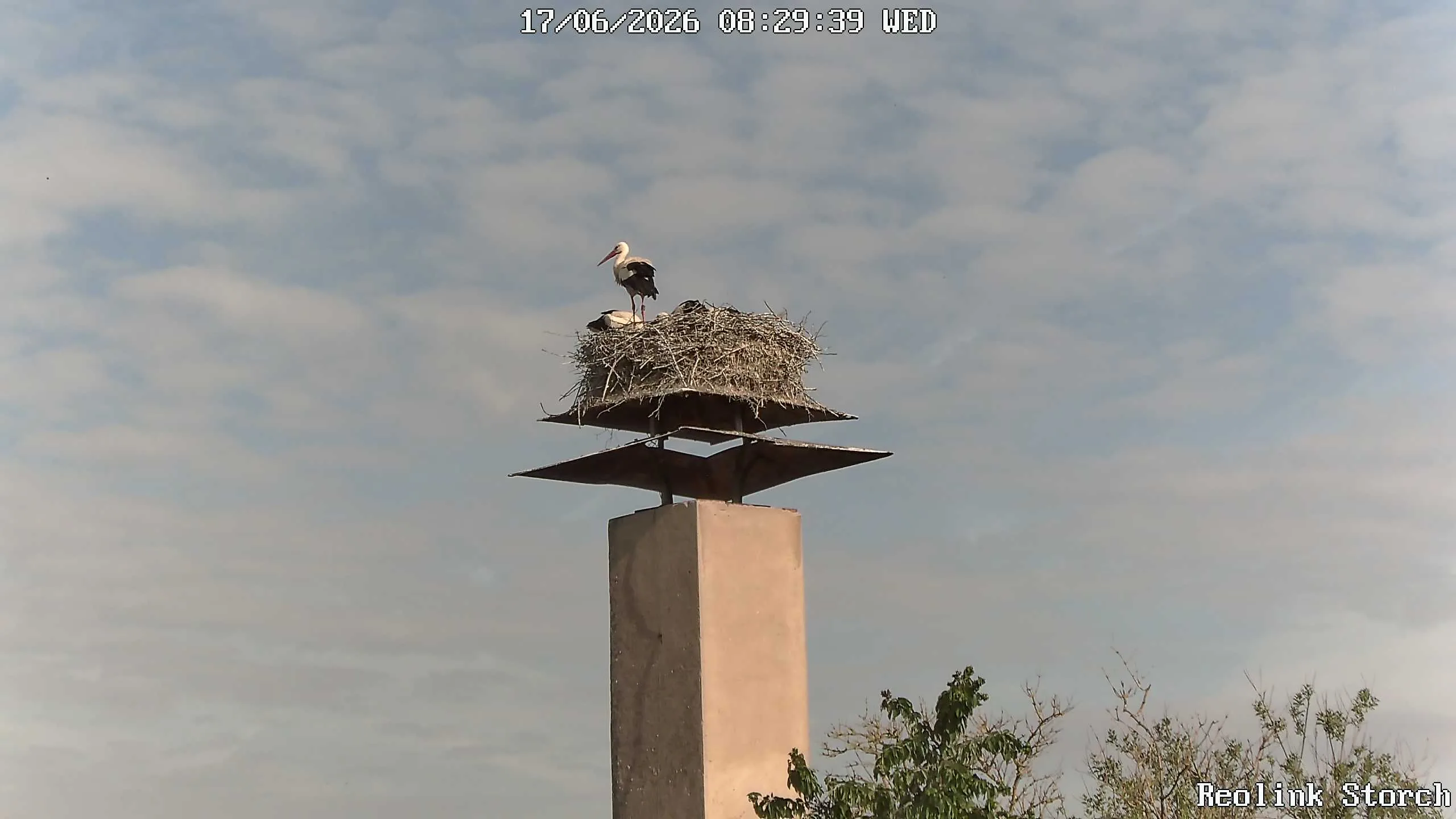 Storchencam Bild