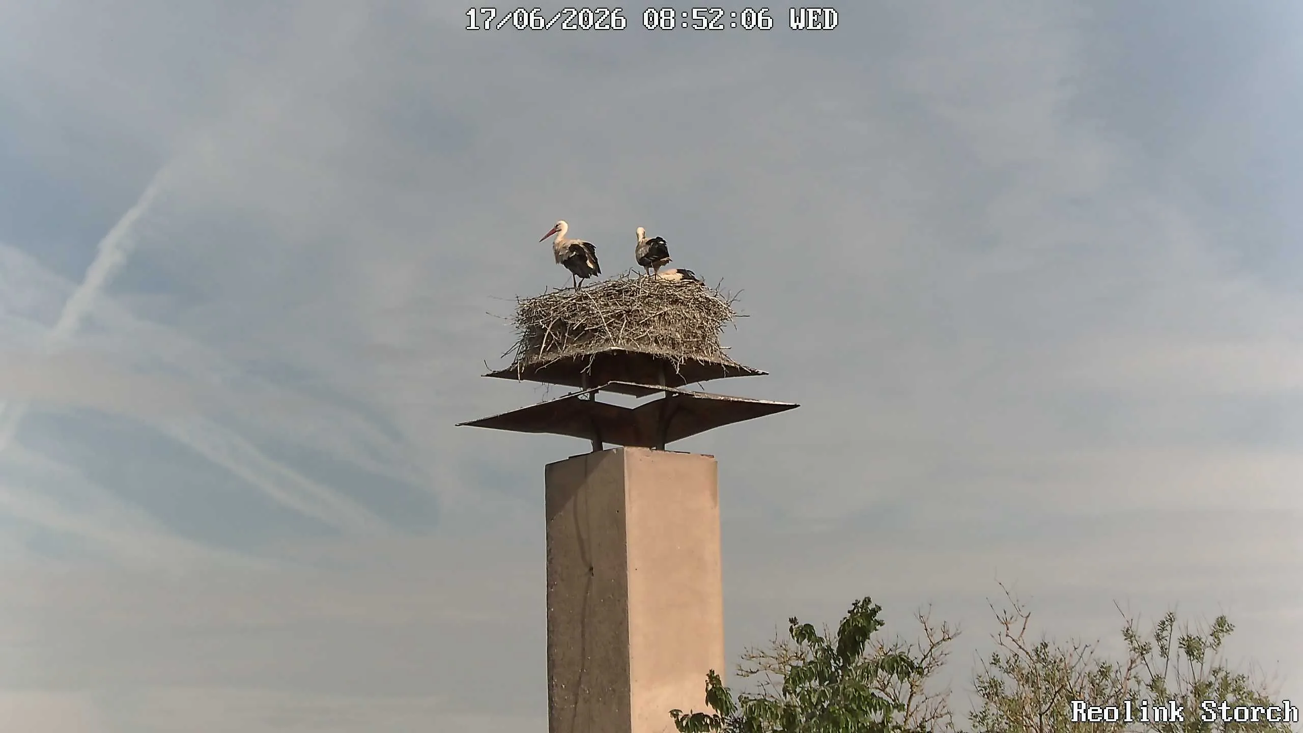 Storchencam Bild