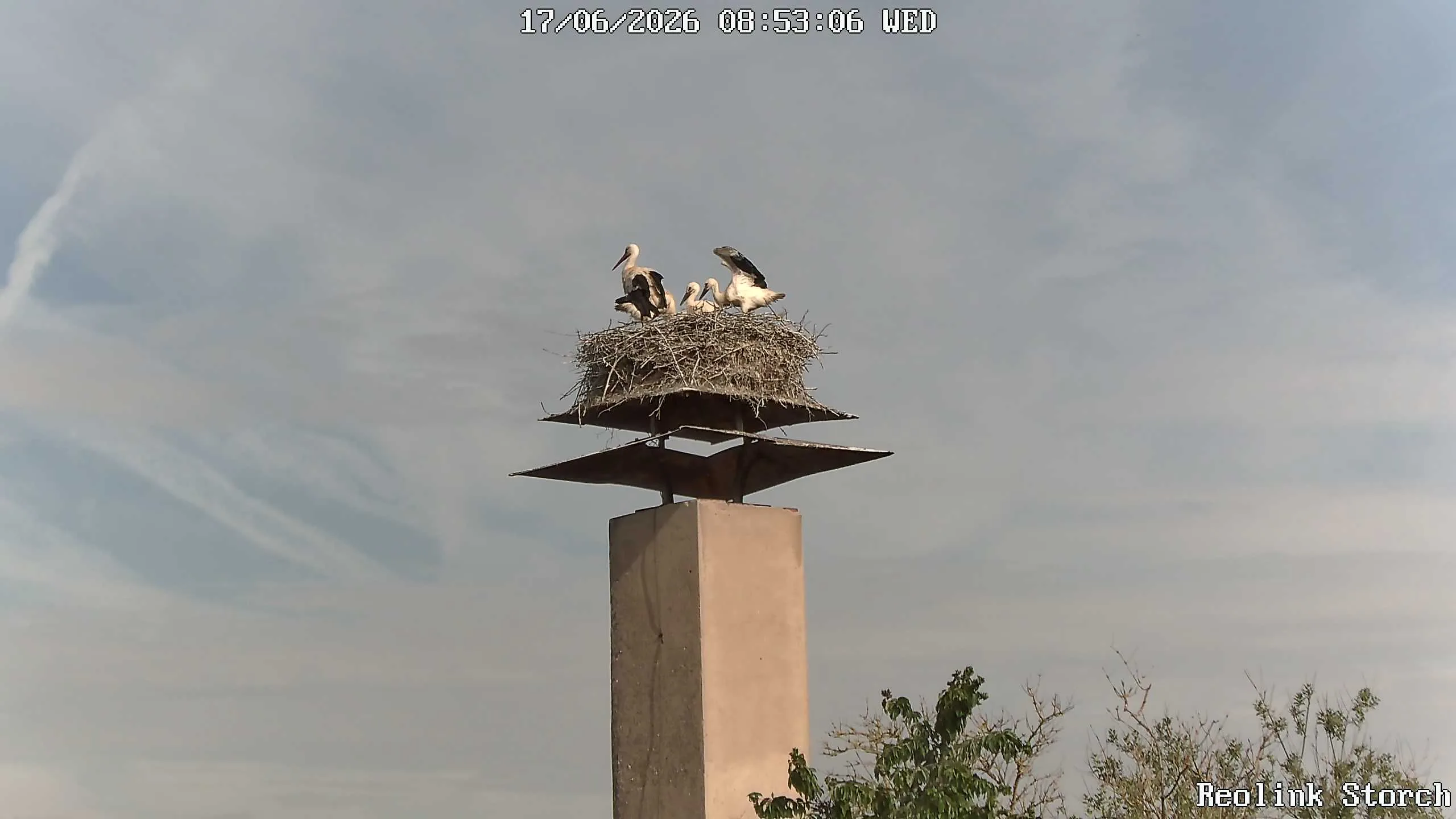 Storchencam Bild