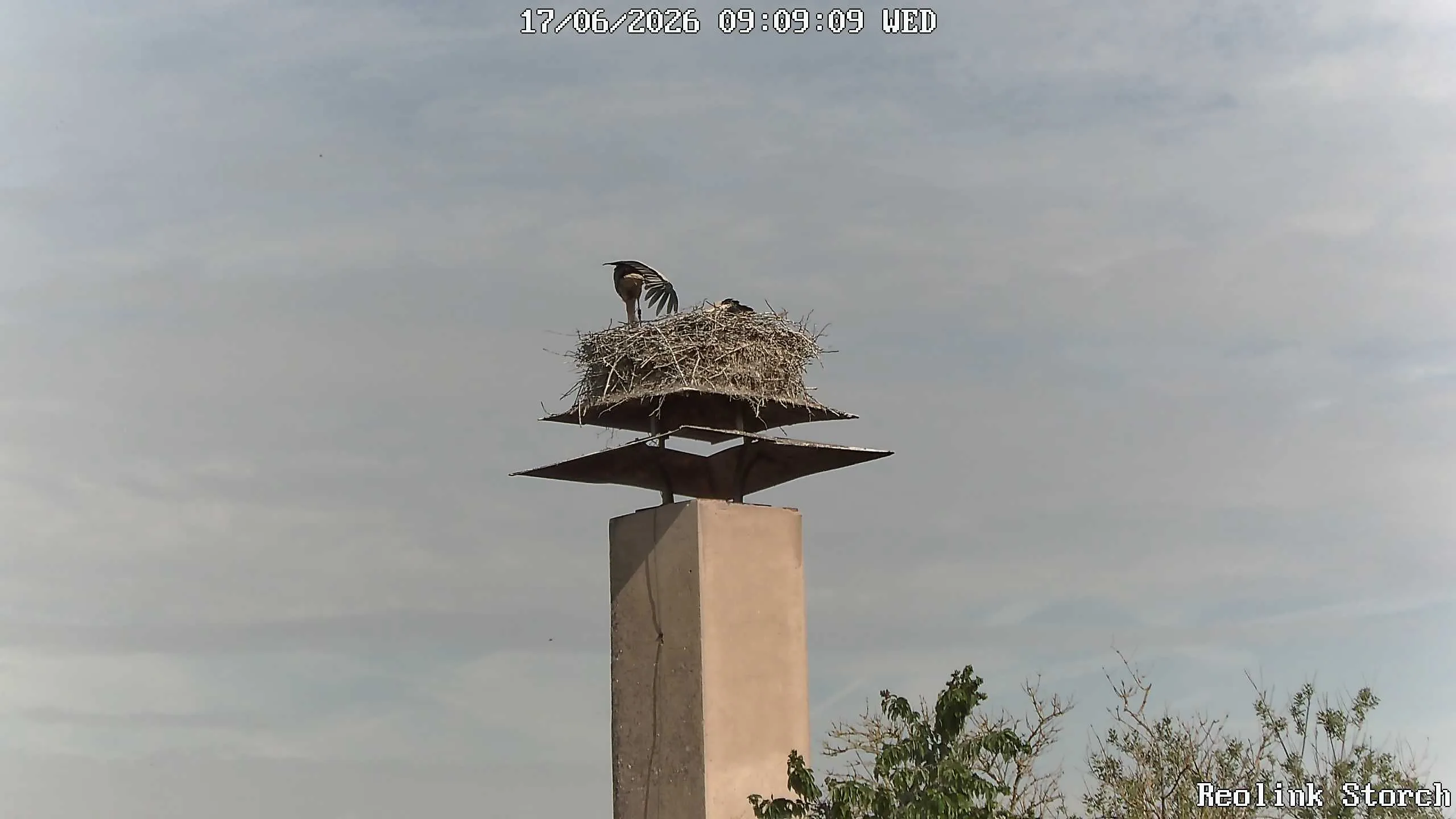 Storchencam Bild