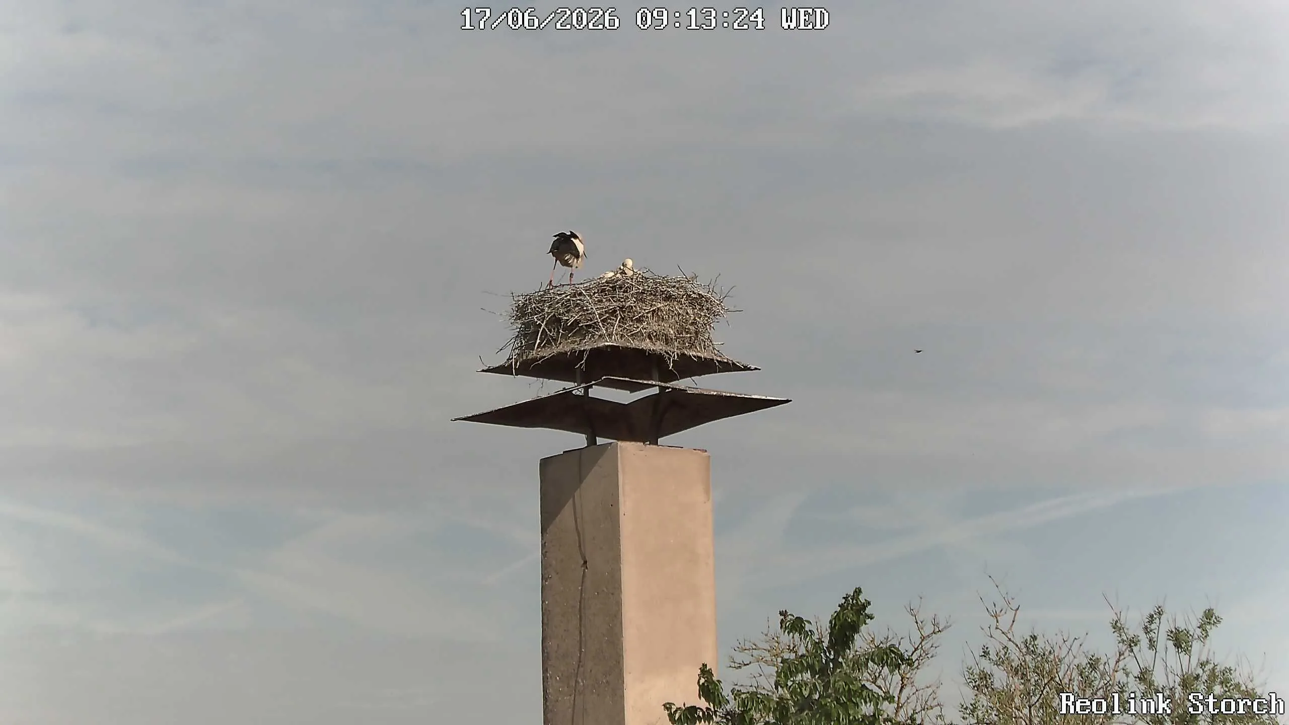 Storchencam Bild