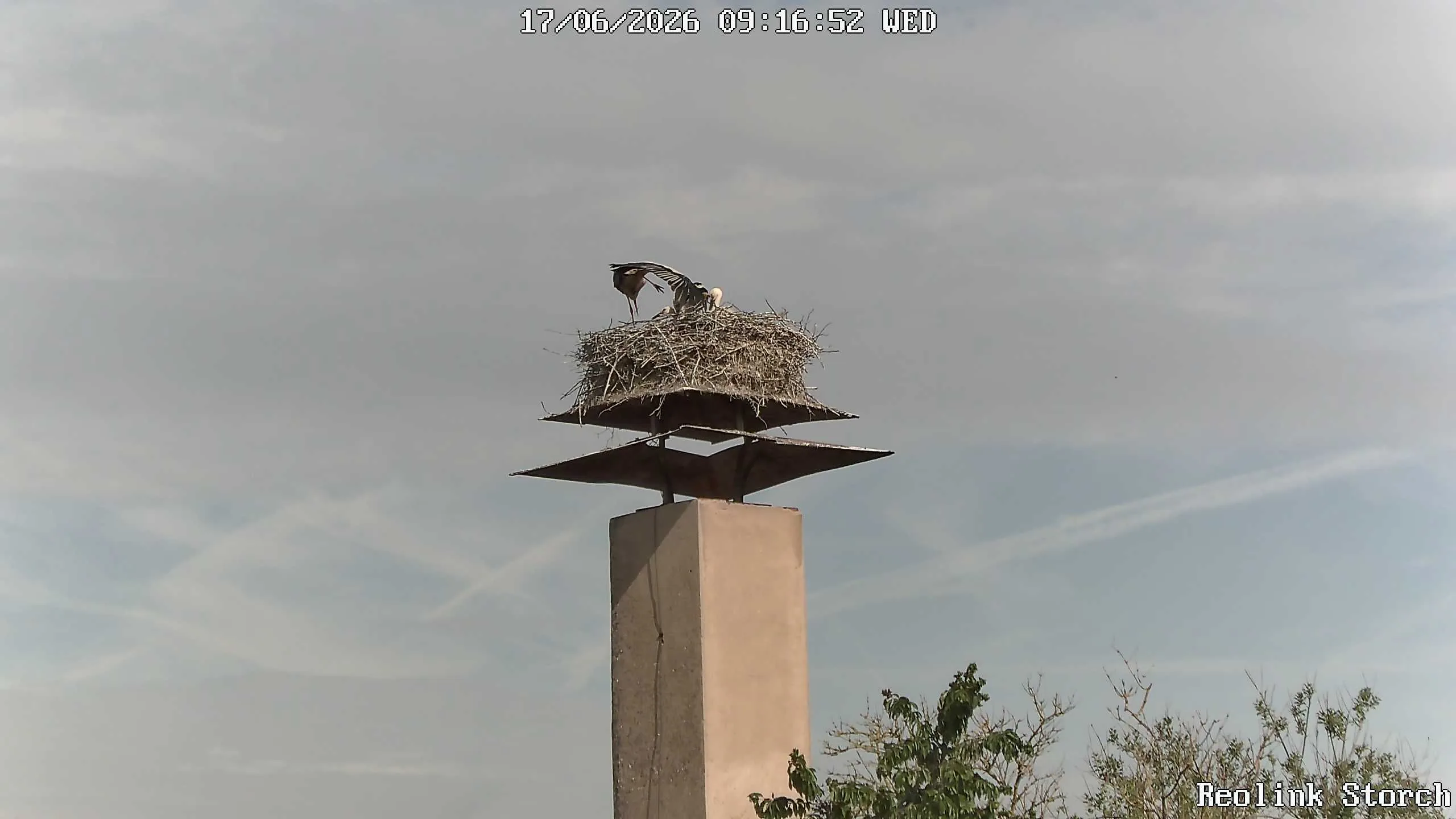 Storchencam Bild