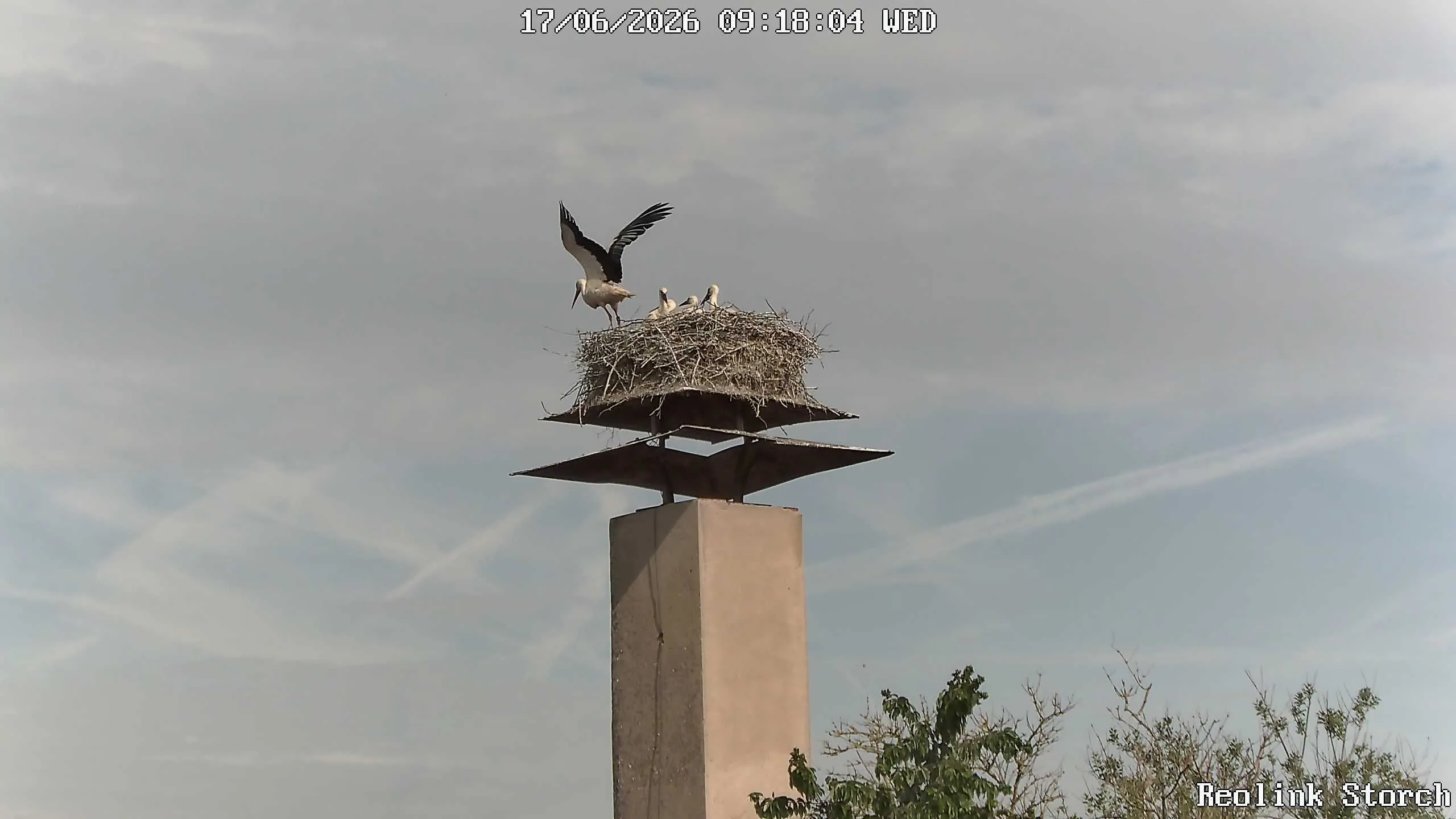 Storchencam Bild