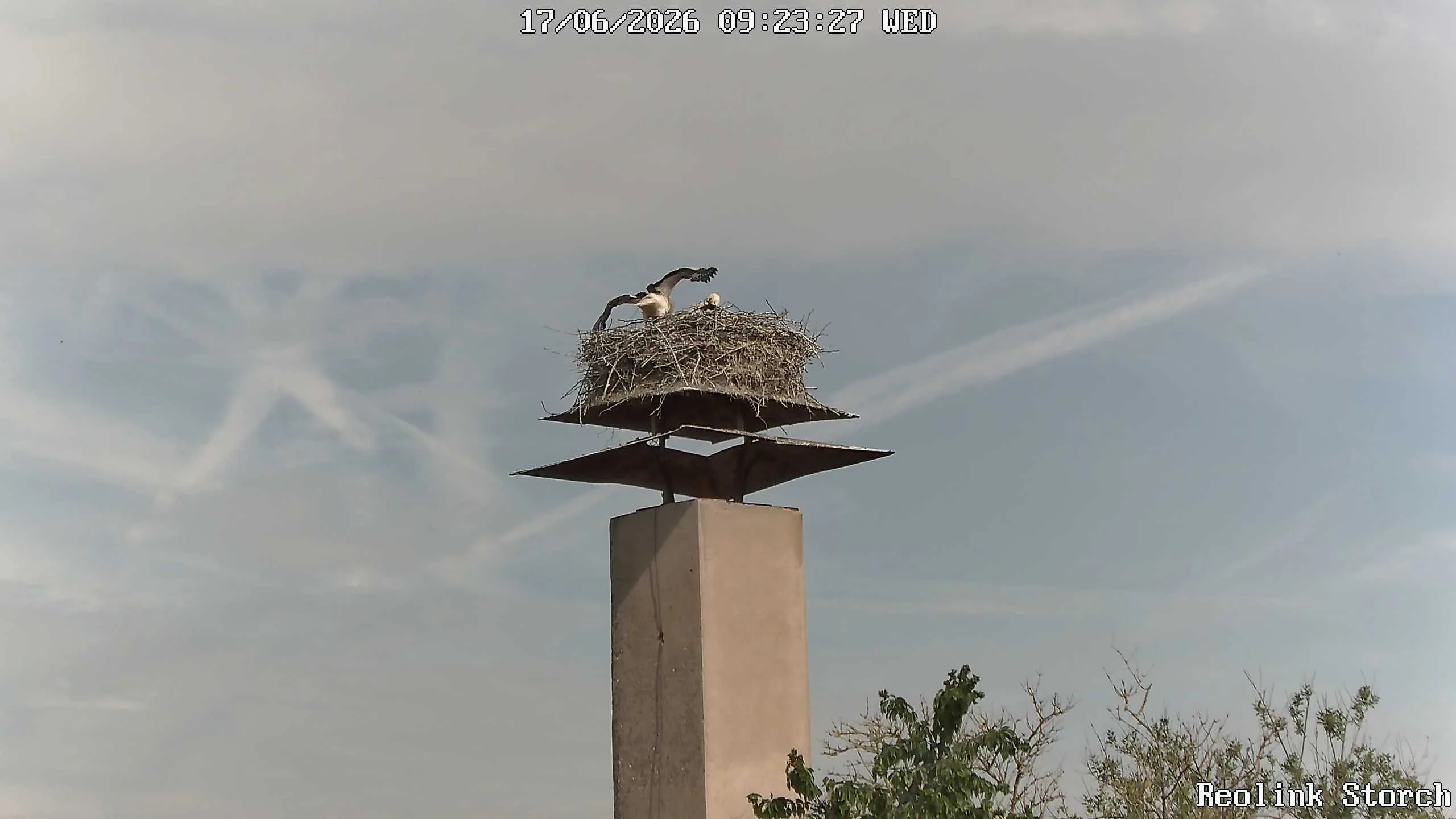 Storchencam Bild