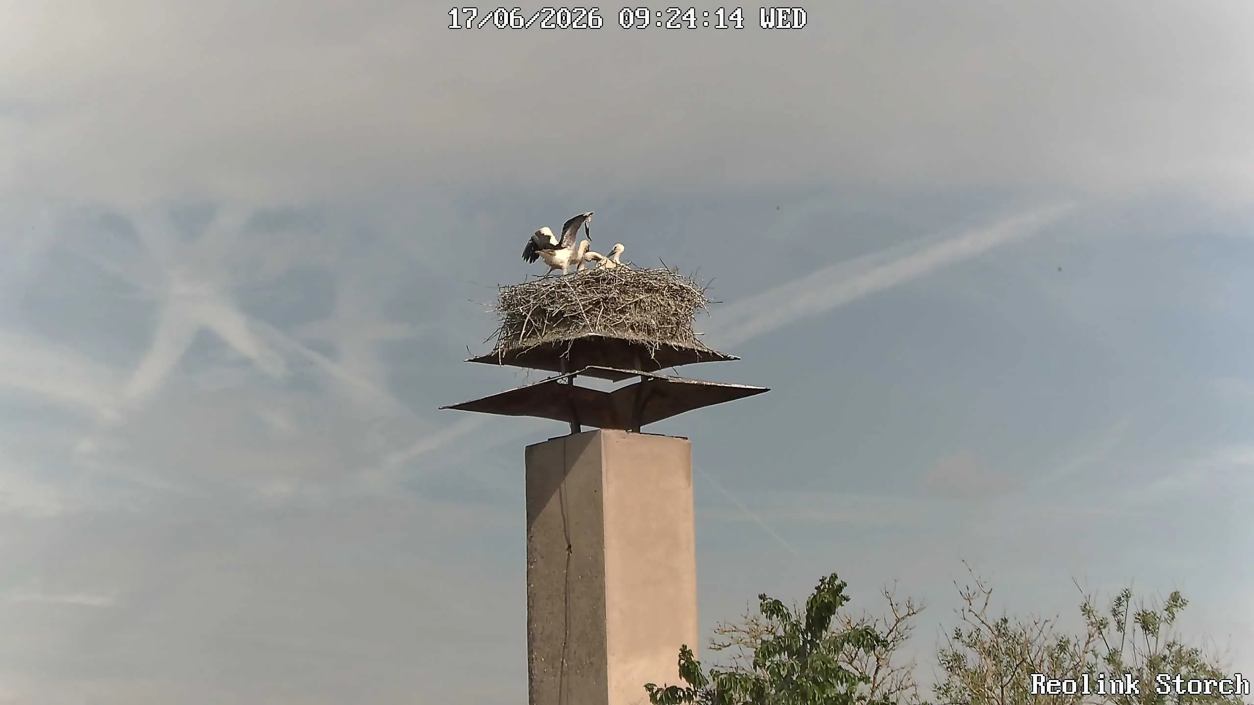 Storchencam Bild