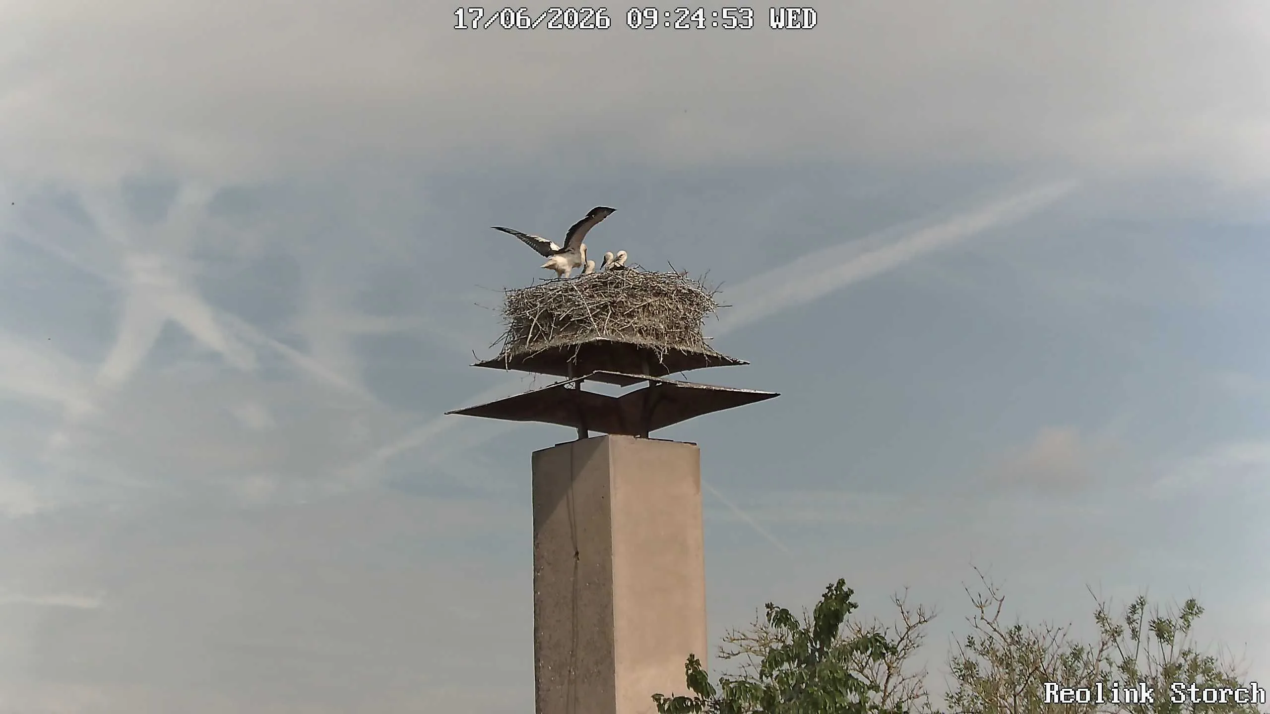 Storchencam Bild