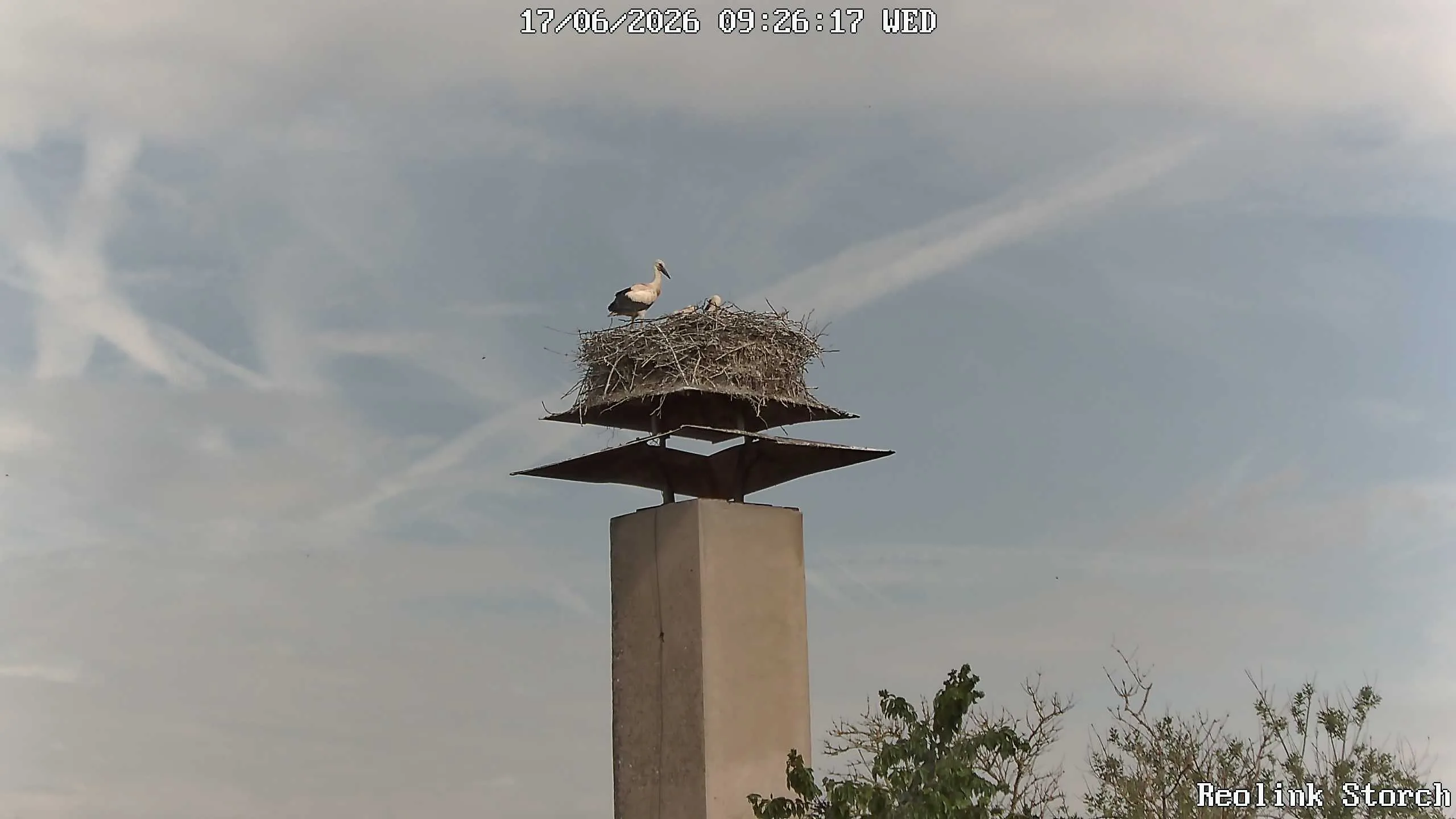 Storchencam Bild