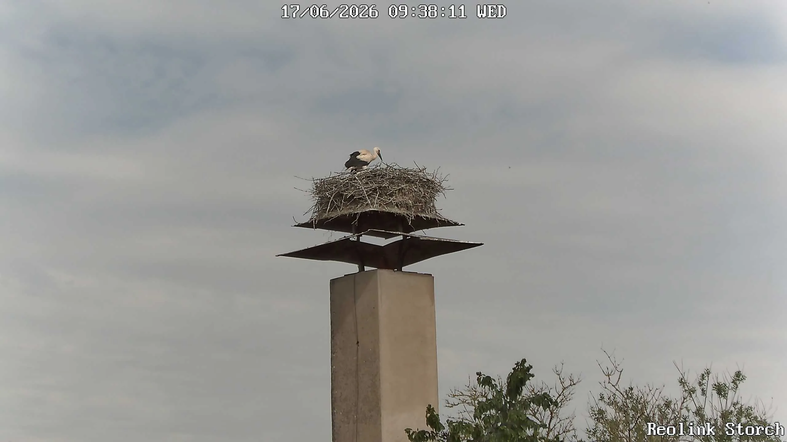 Storchencam Bild