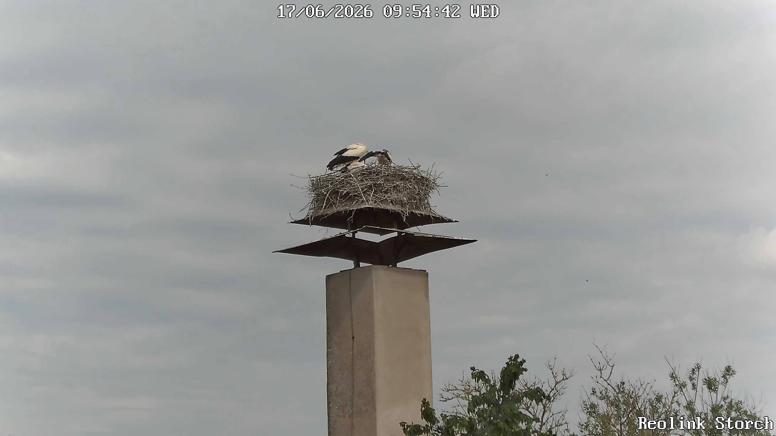 Storchencam Bild