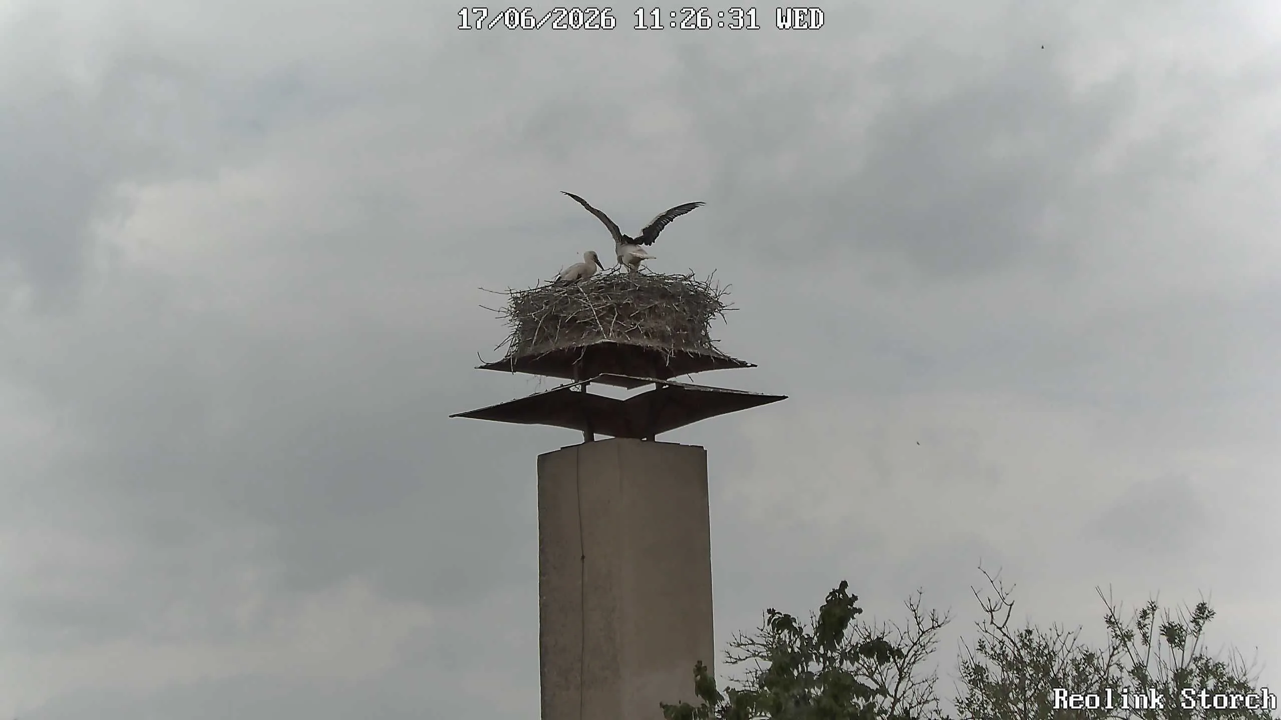 Storchencam Bild