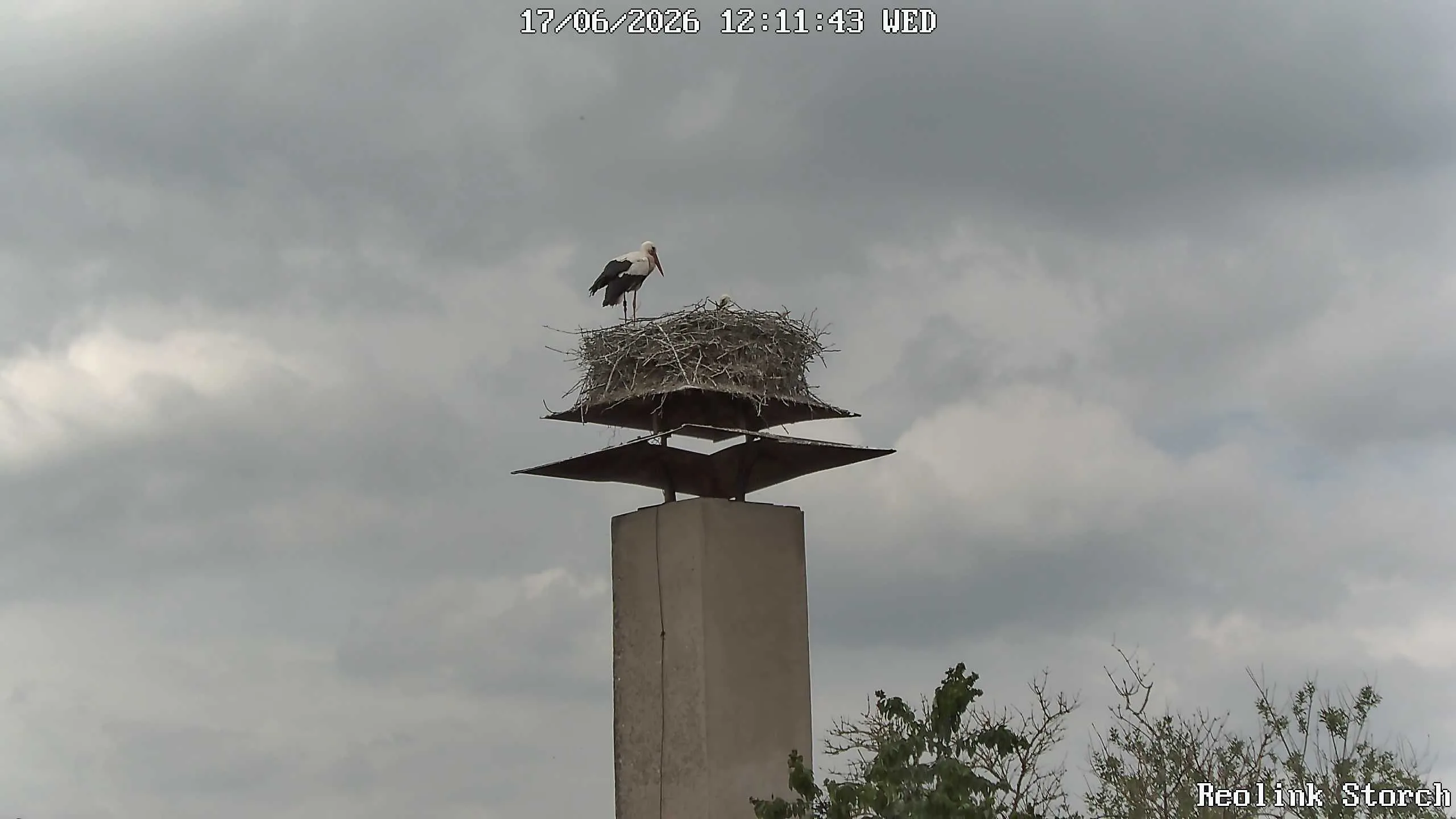 Storchencam Bild