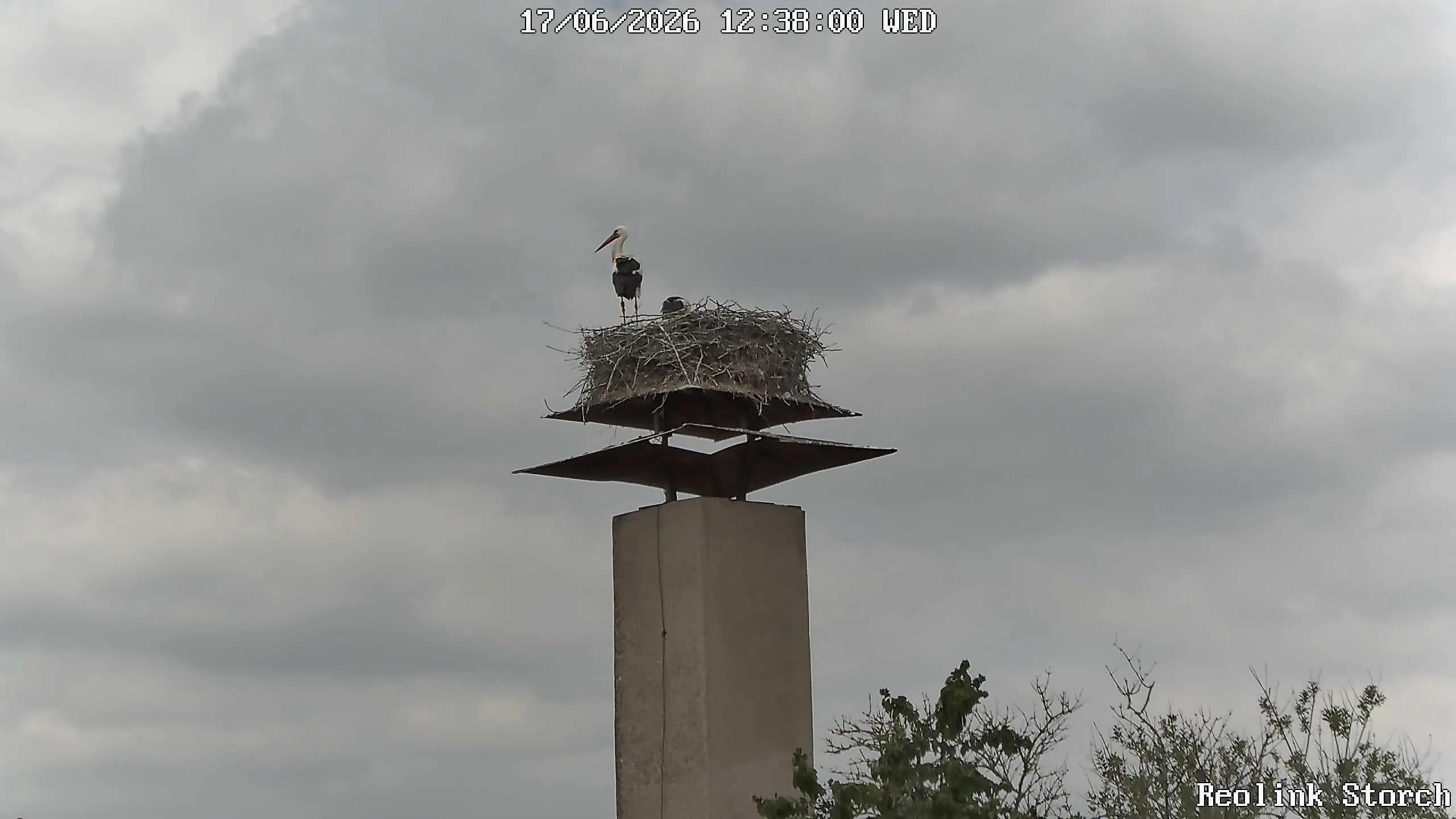 Storchencam Bild