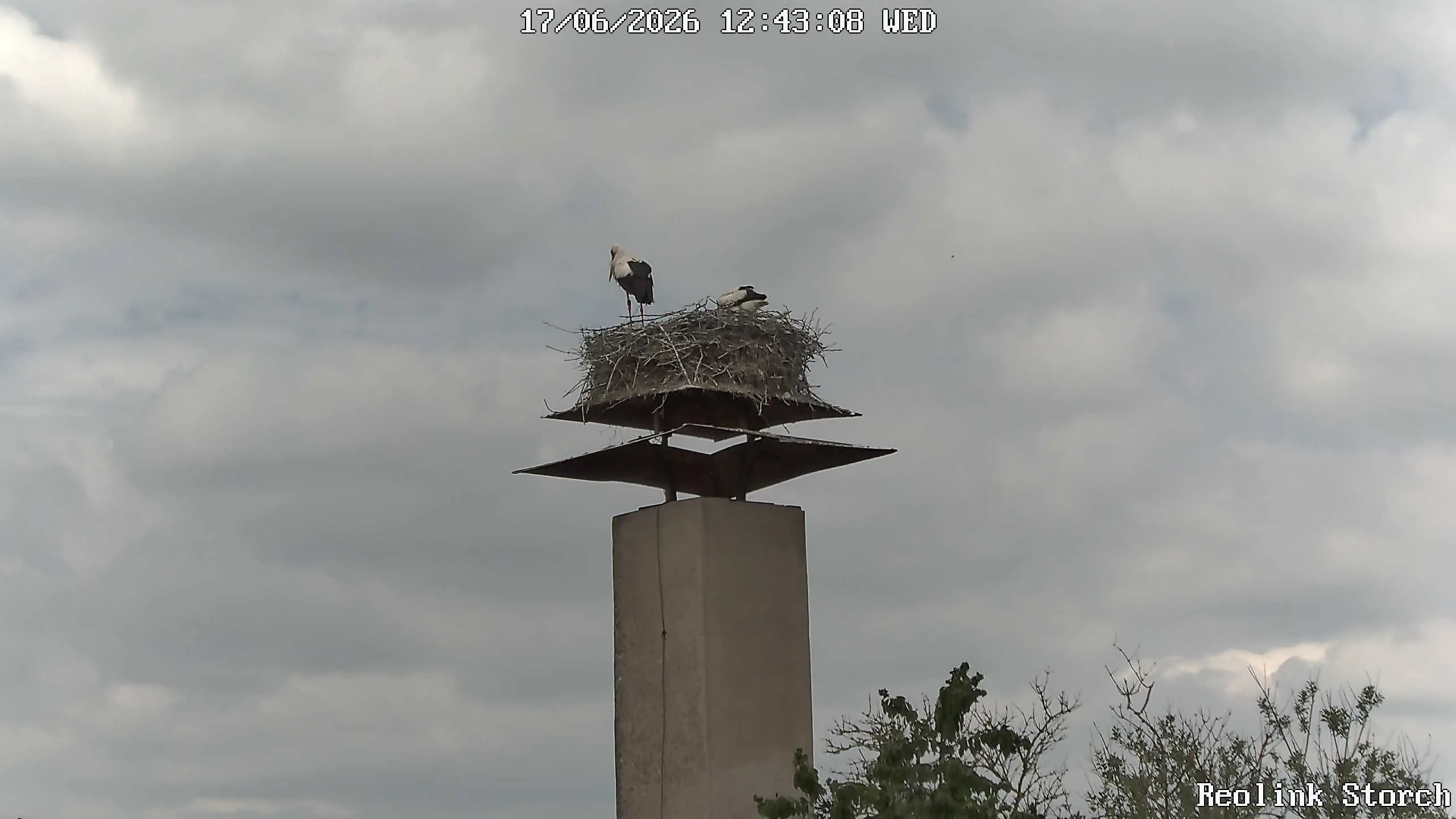 Storchencam Bild