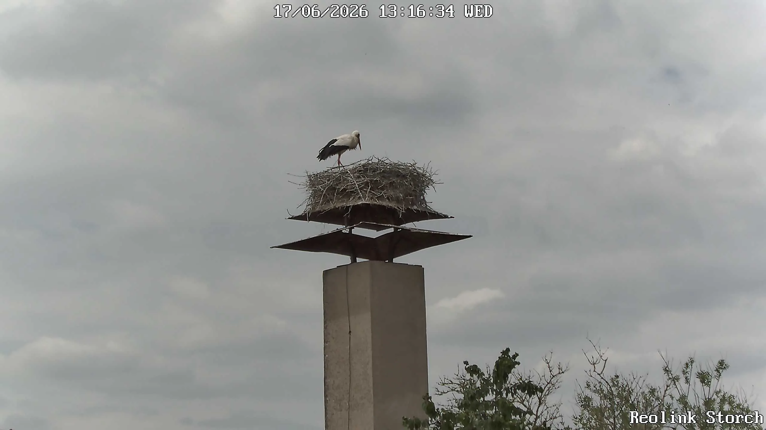 Storchencam Bild
