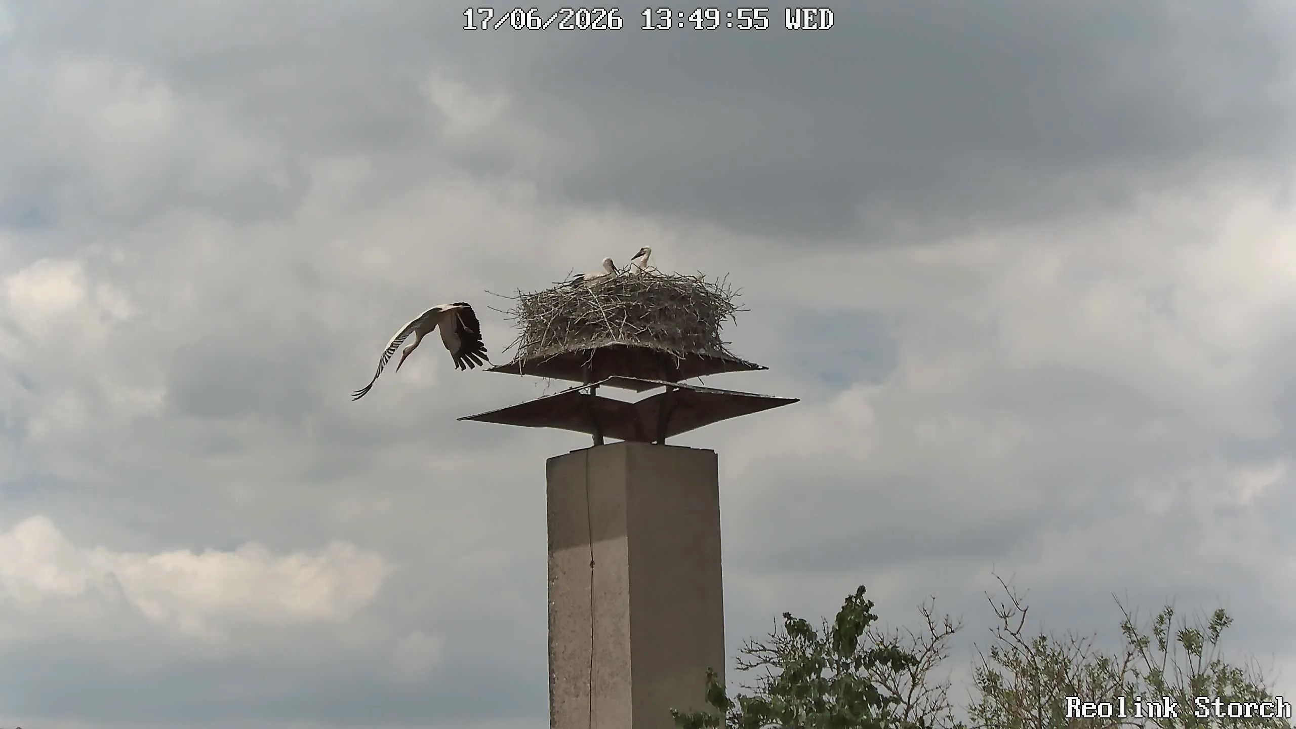 Storchencam Bild