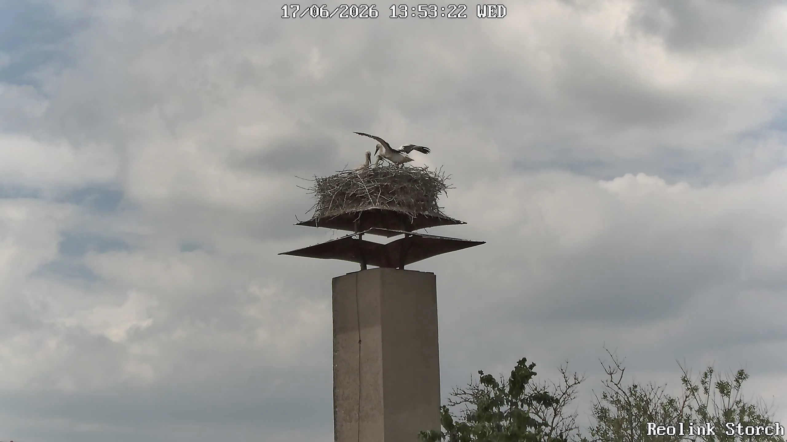 Storchencam Bild