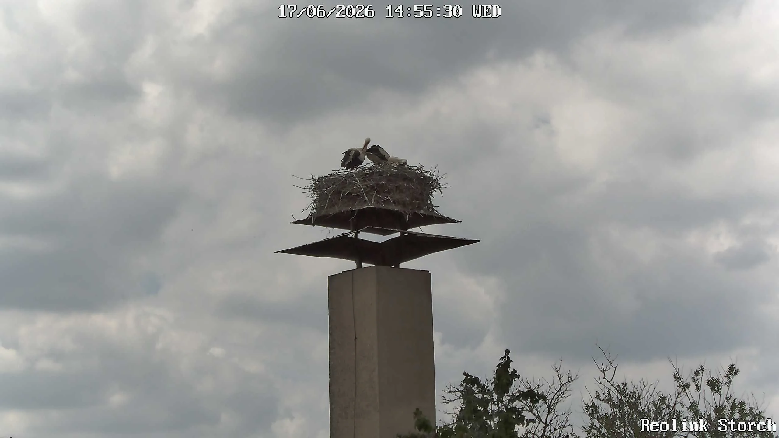 Storchencam Bild