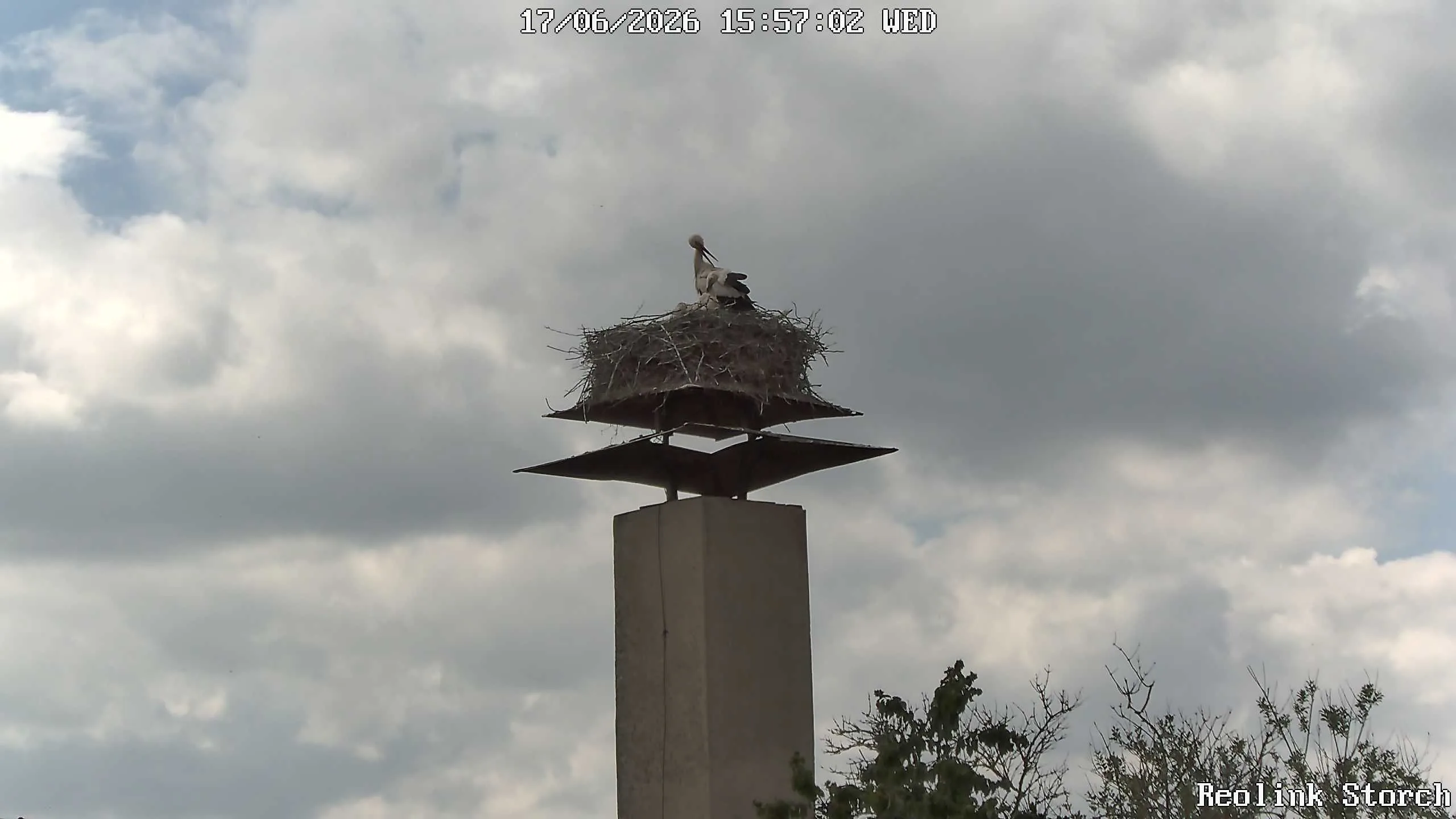 Storchencam Bild