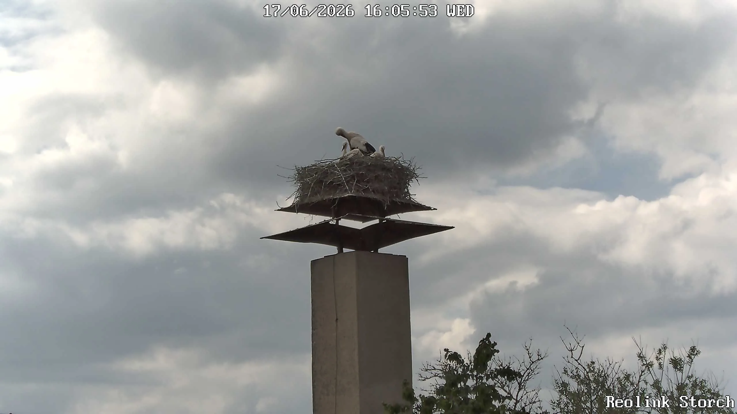 Storchencam Bild
