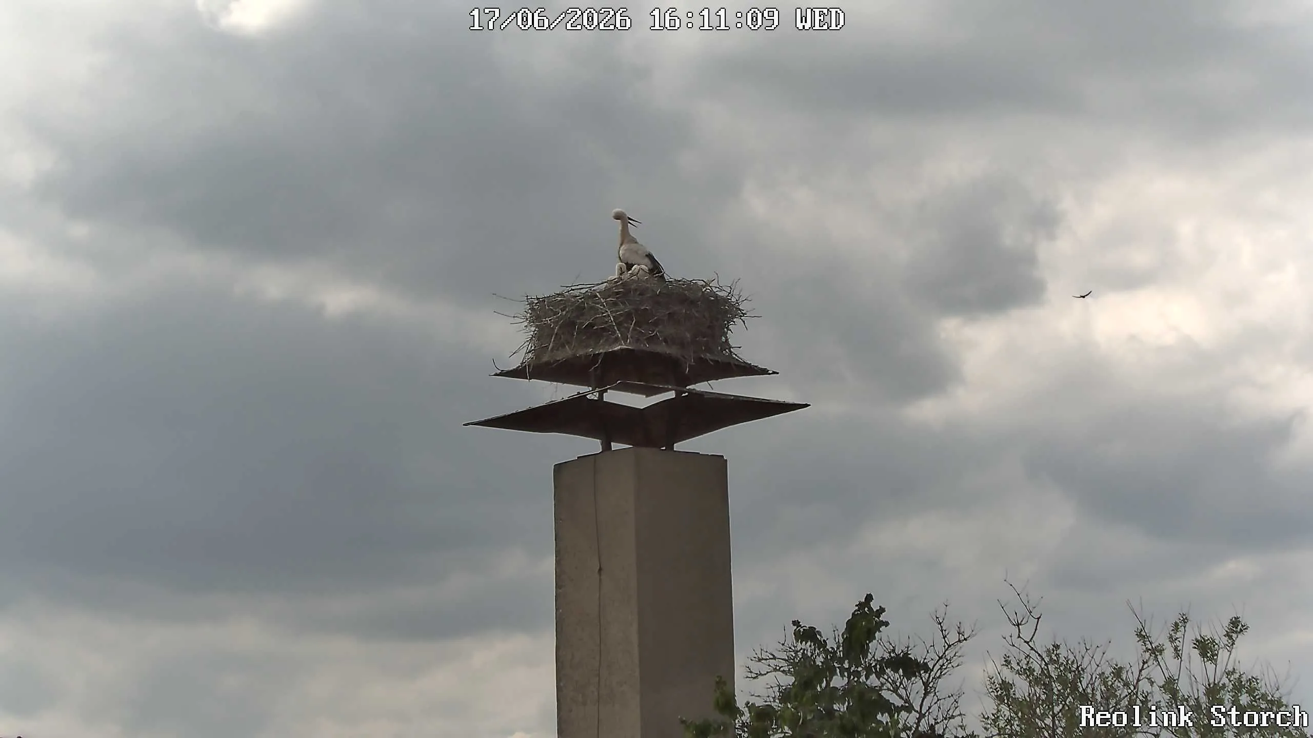 Storchencam Bild
