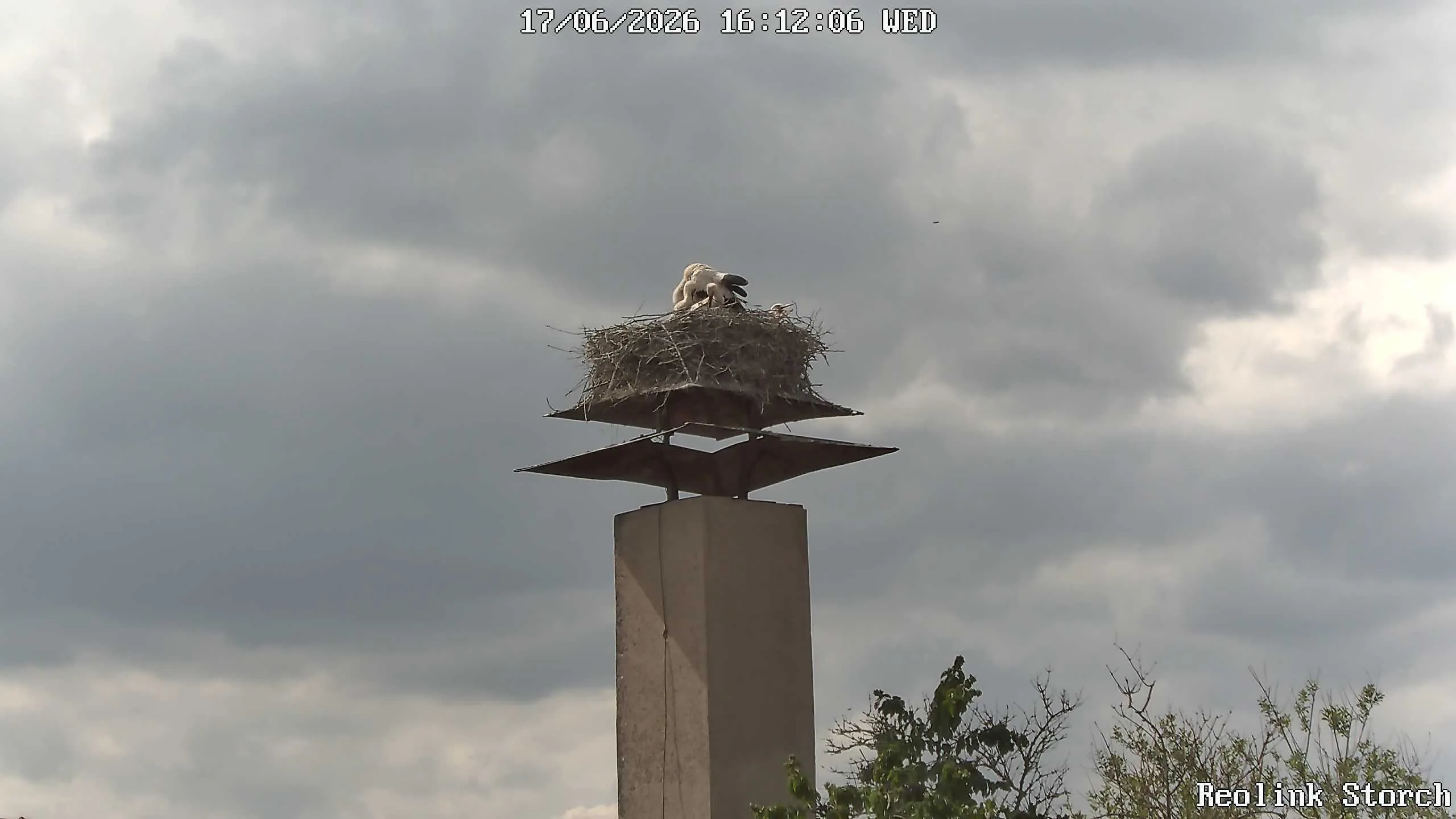 Storchencam Bild