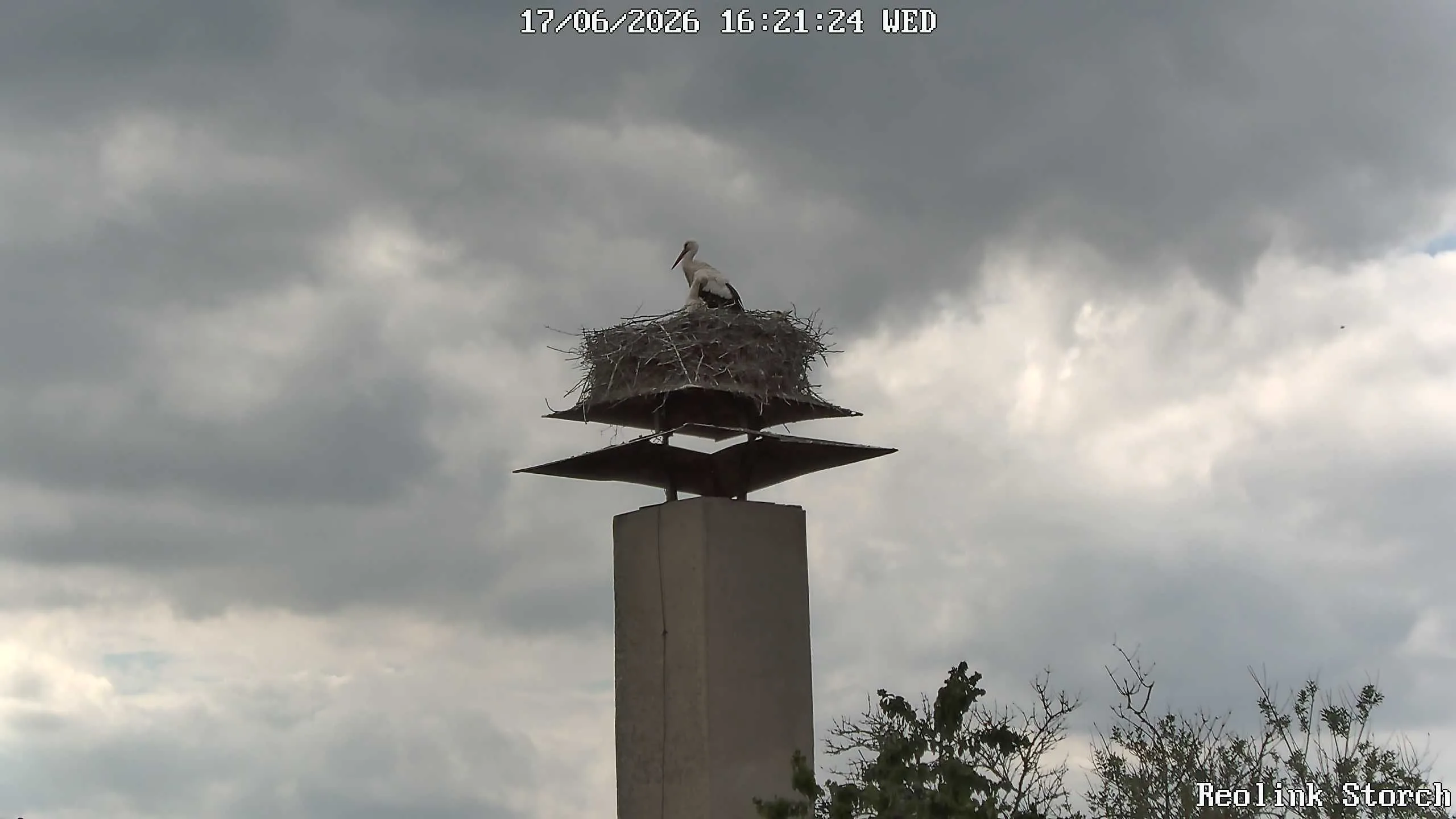 Storchencam Bild