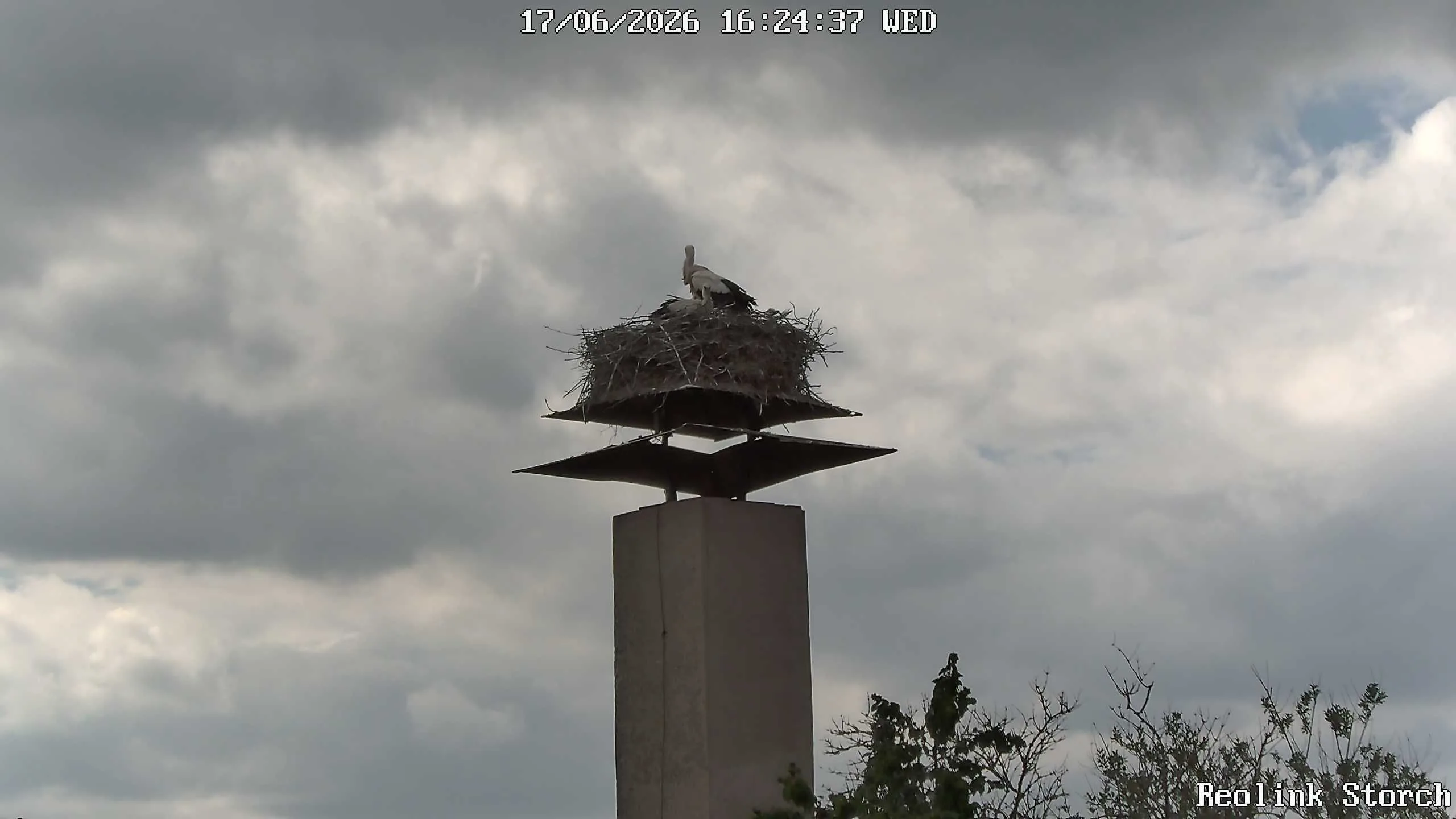 Storchencam Bild