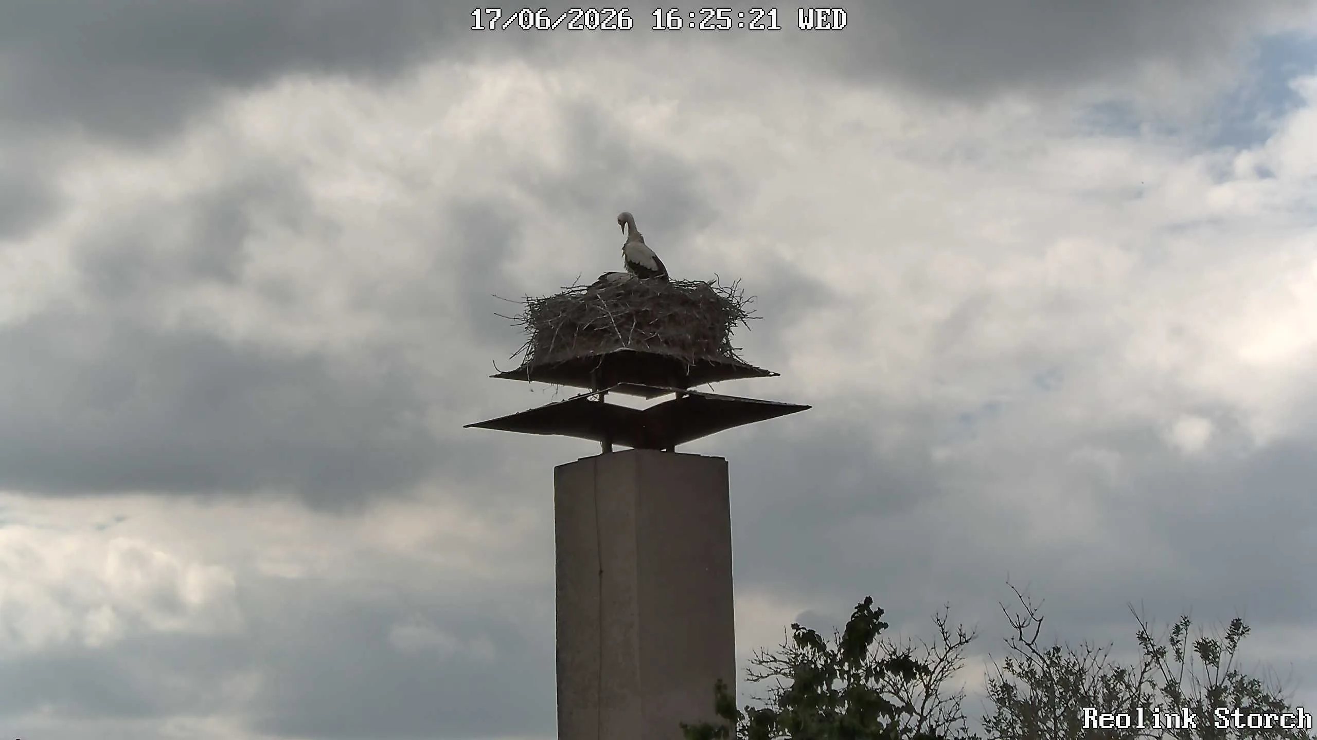 Storchencam Bild