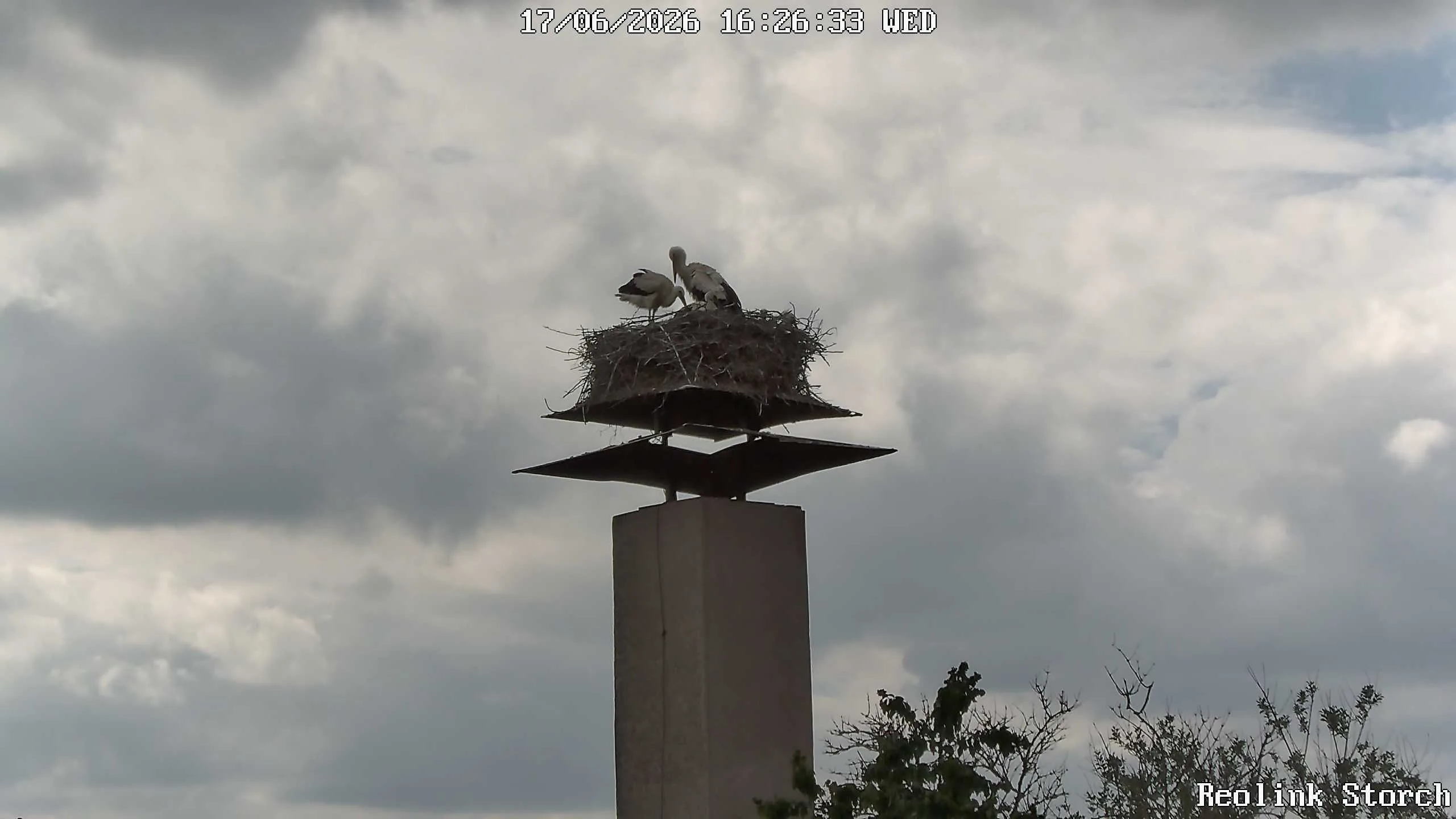 Storchencam Bild