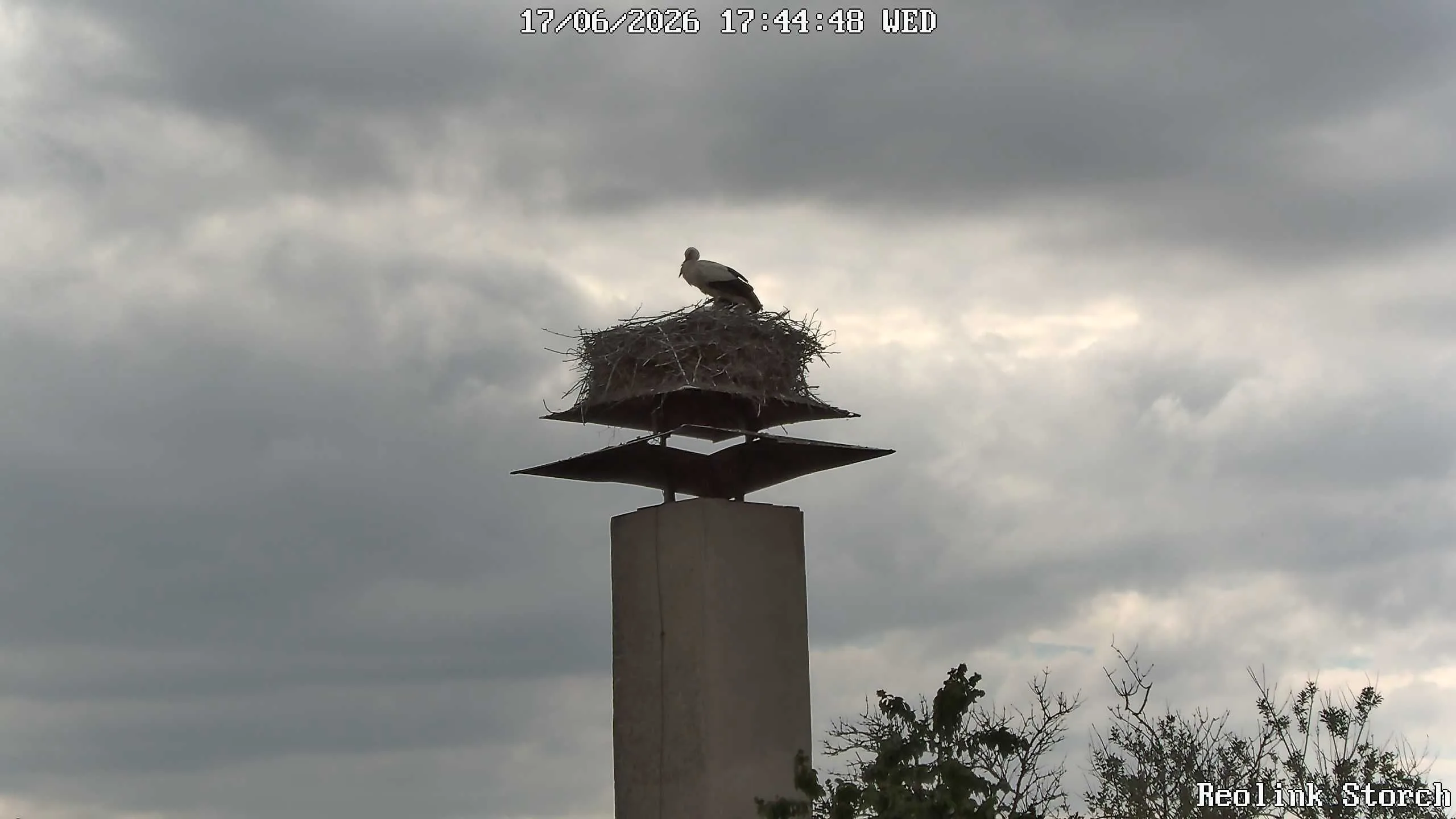 Storchencam Bild