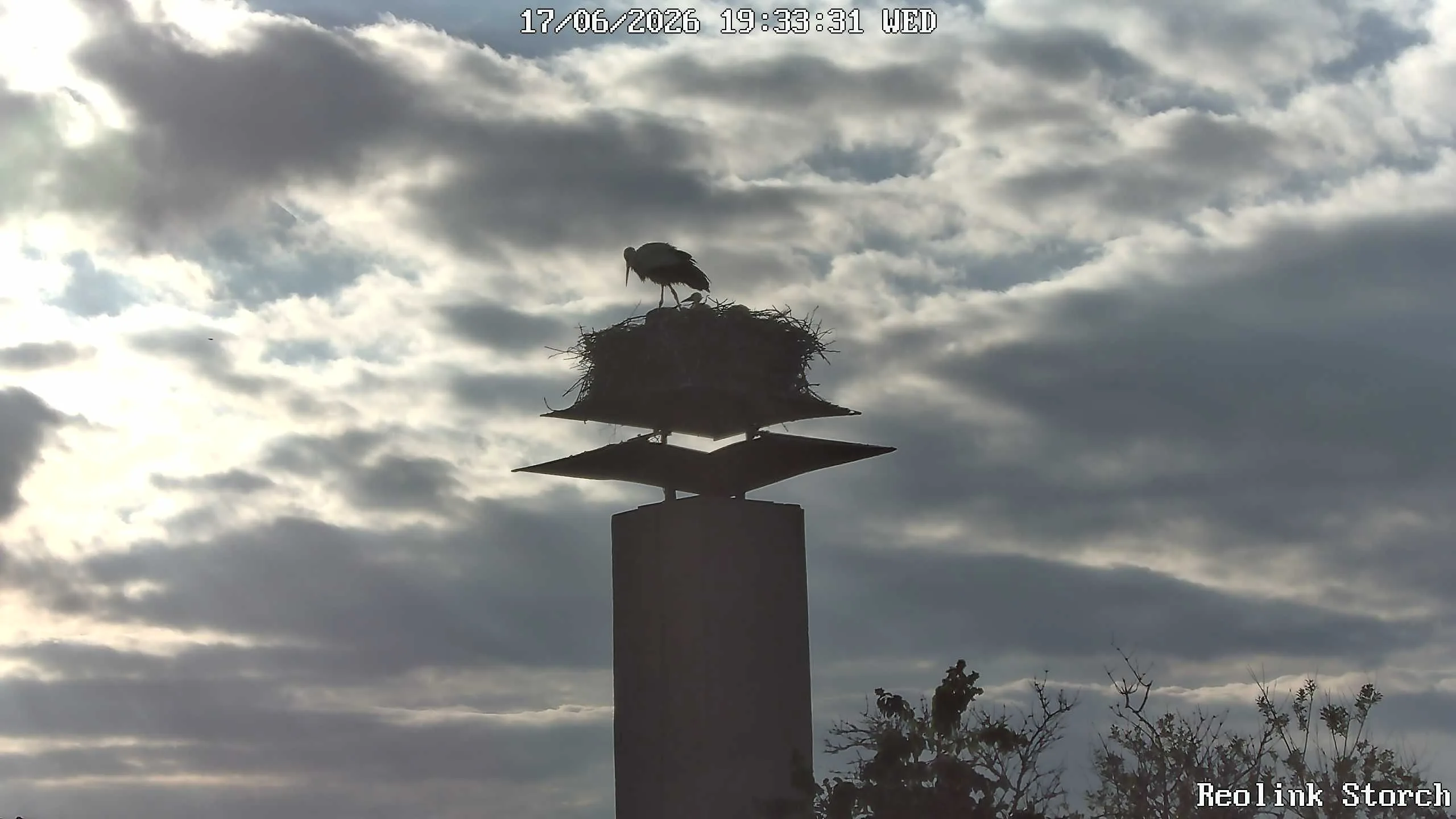Storchencam Bild