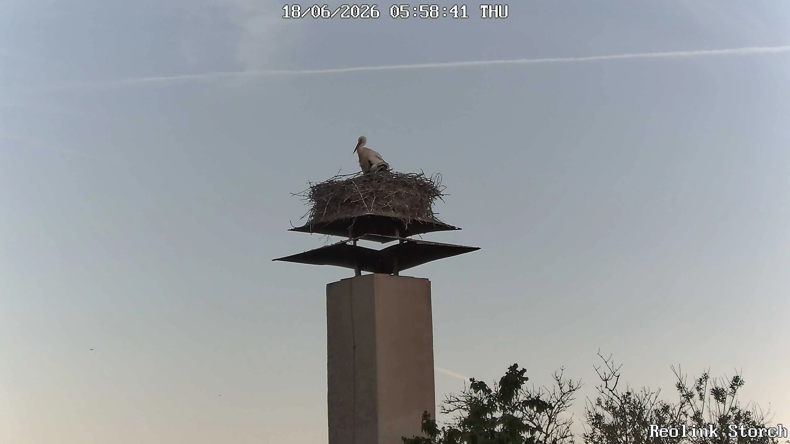 Storchencam Bild