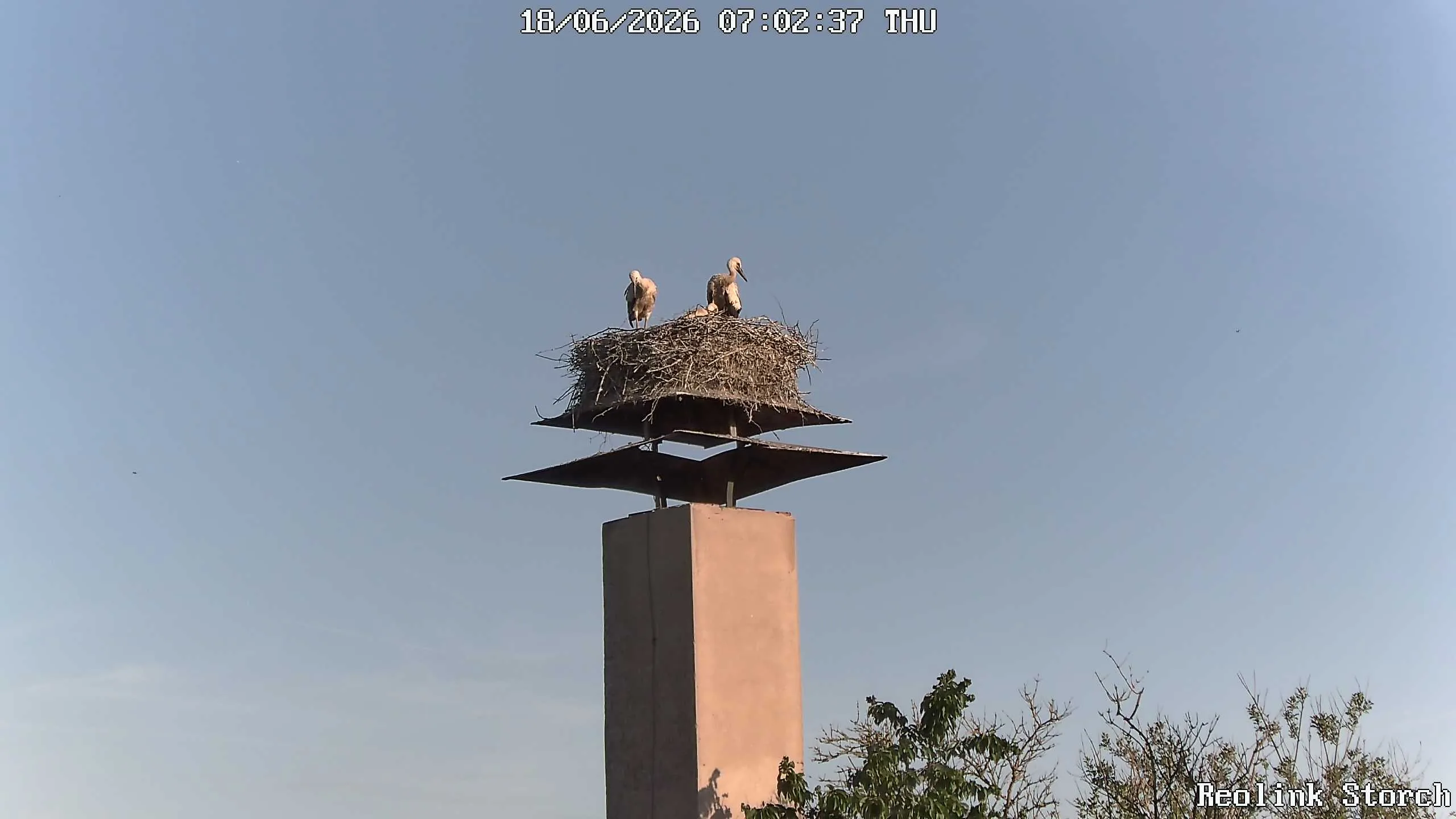 Storchencam Bild