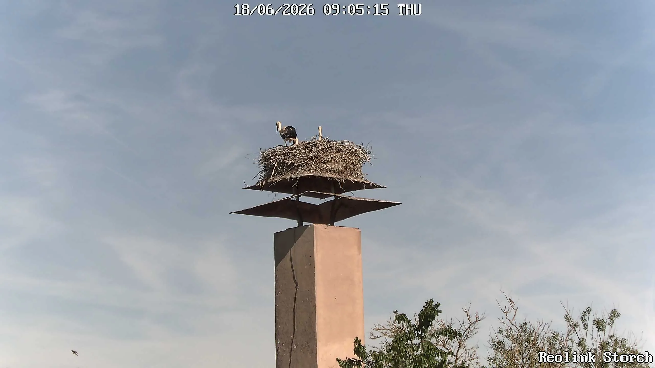 Storchencam Bild