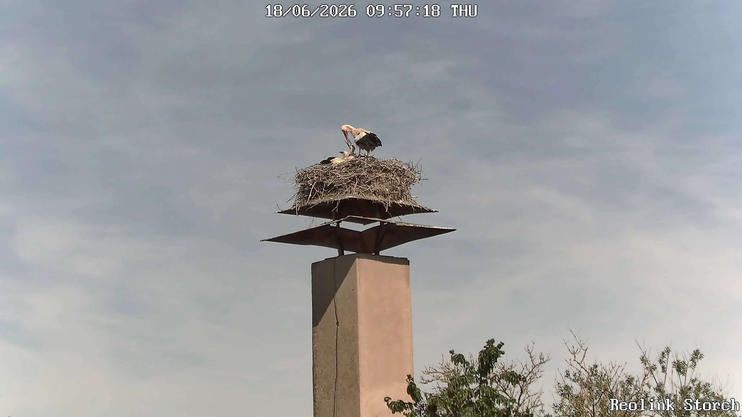 Storchencam Bild