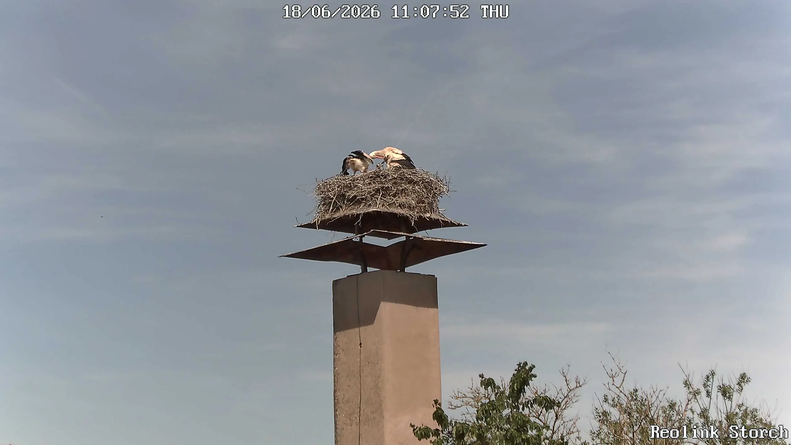 Storchencam Bild