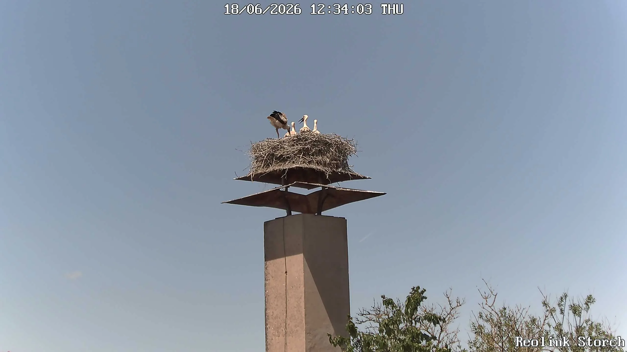 Storchencam Bild