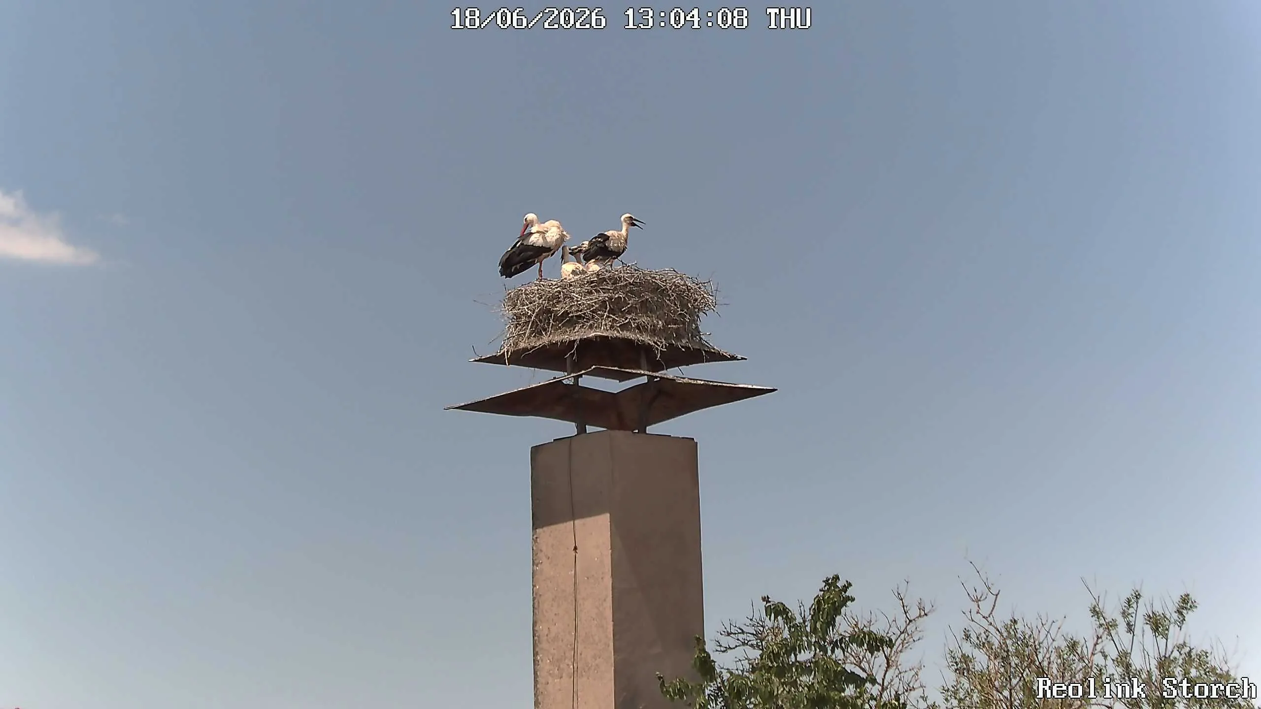 Storchencam Bild