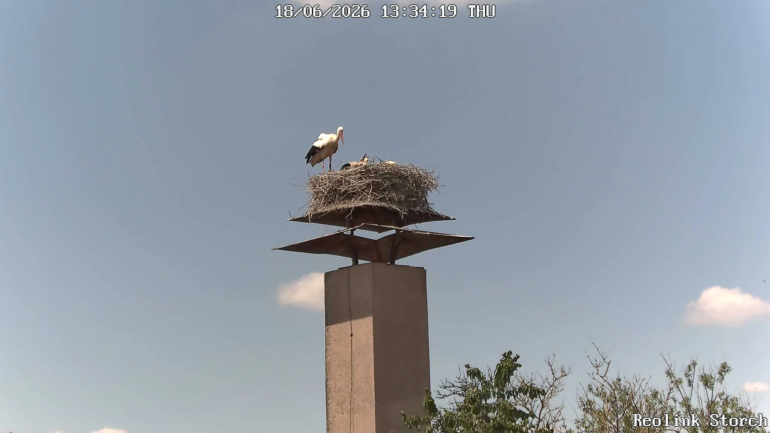 Storchencam Bild