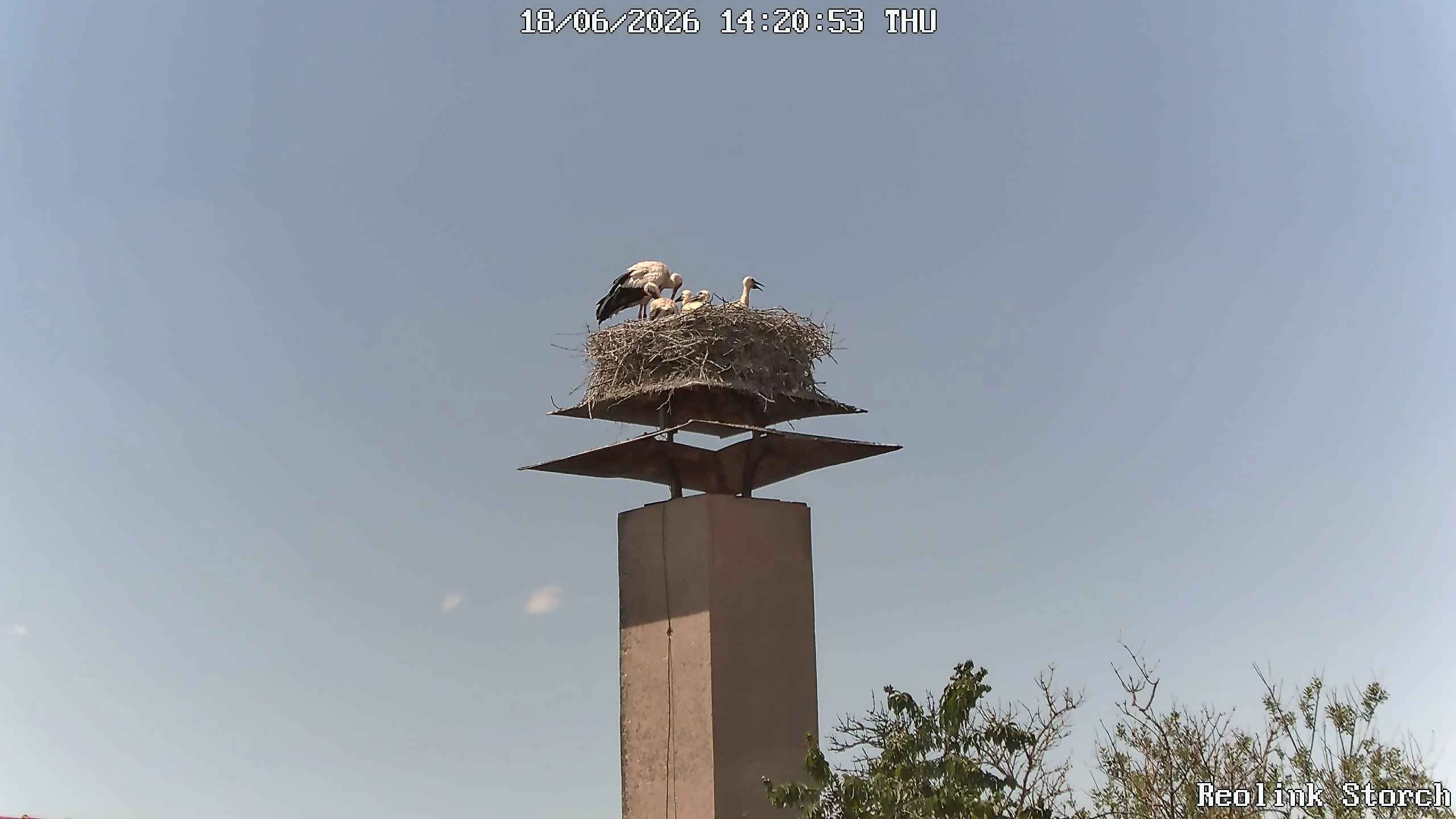 Storchencam Bild