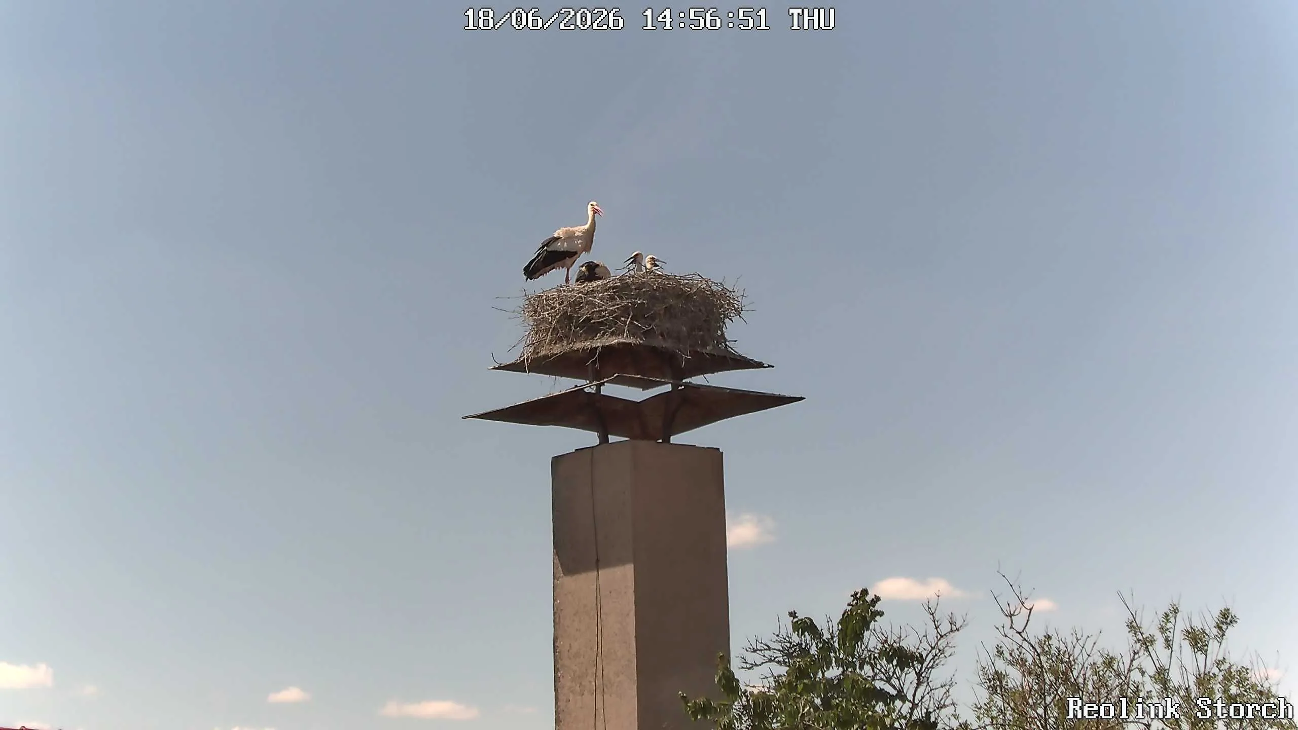 Storchencam Bild