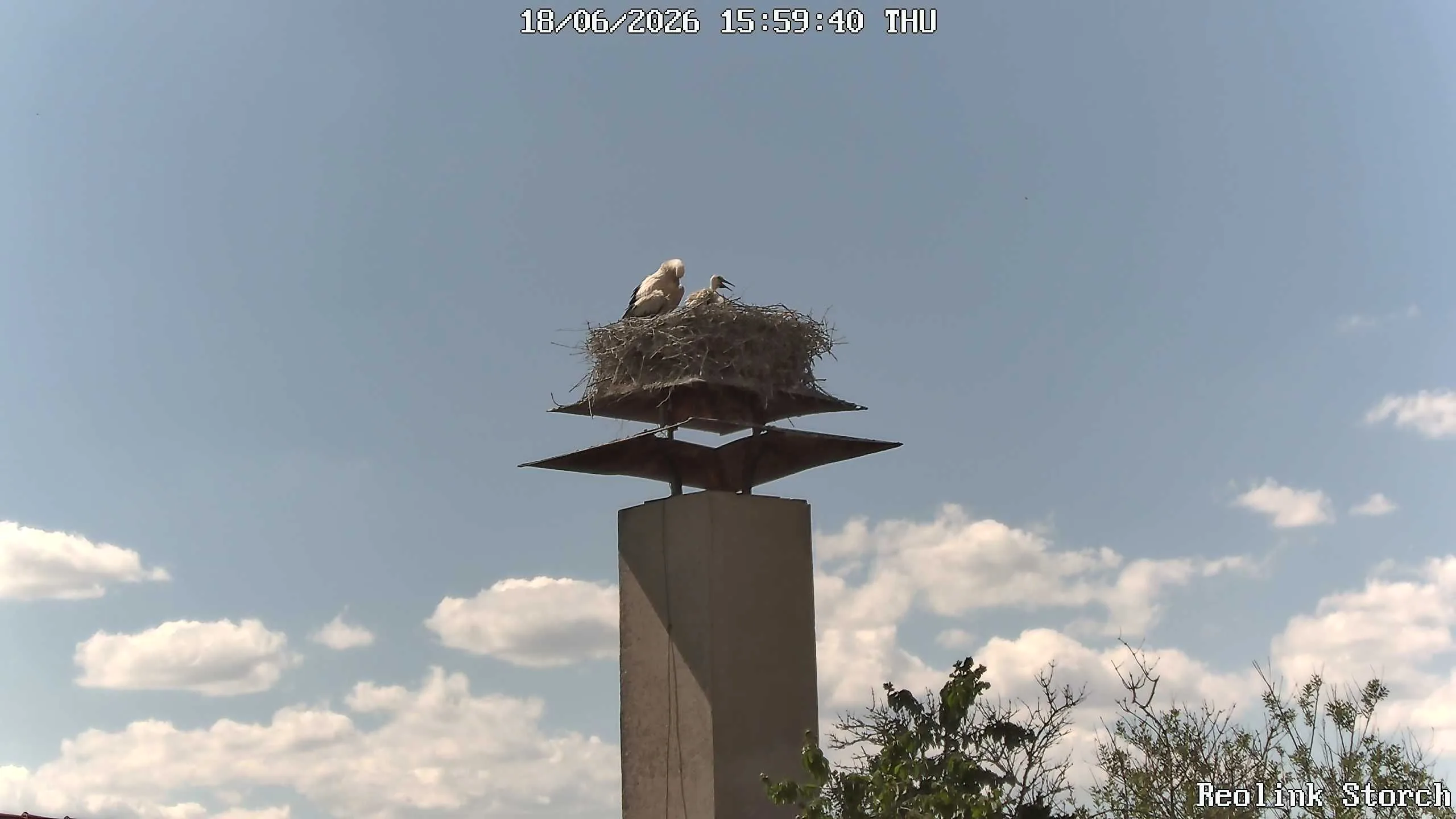 Storchencam Bild