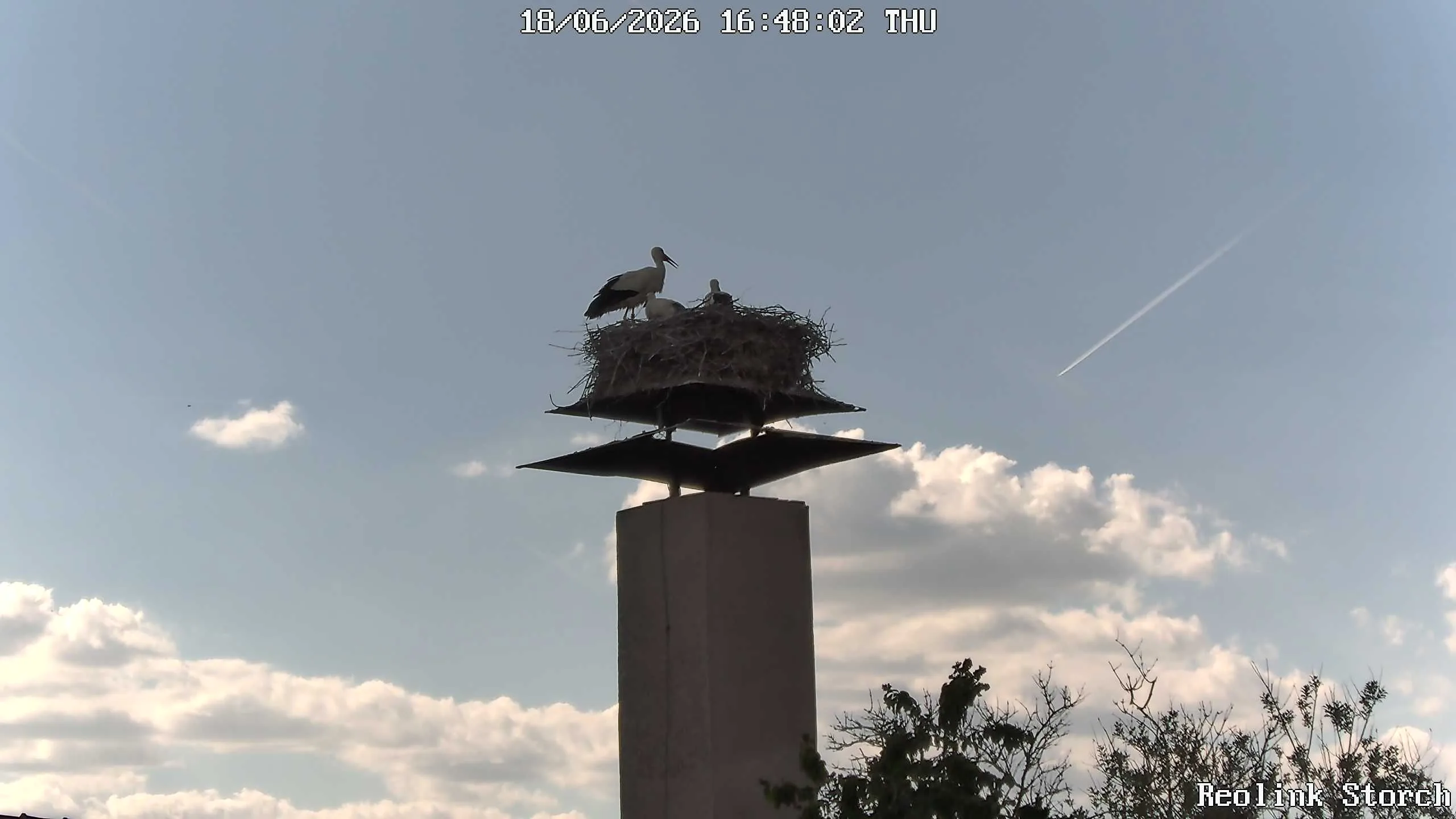 Storchencam Bild