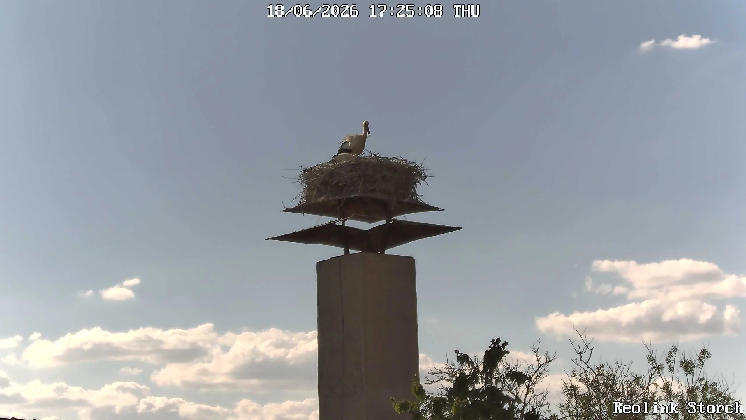Storchencam Bild